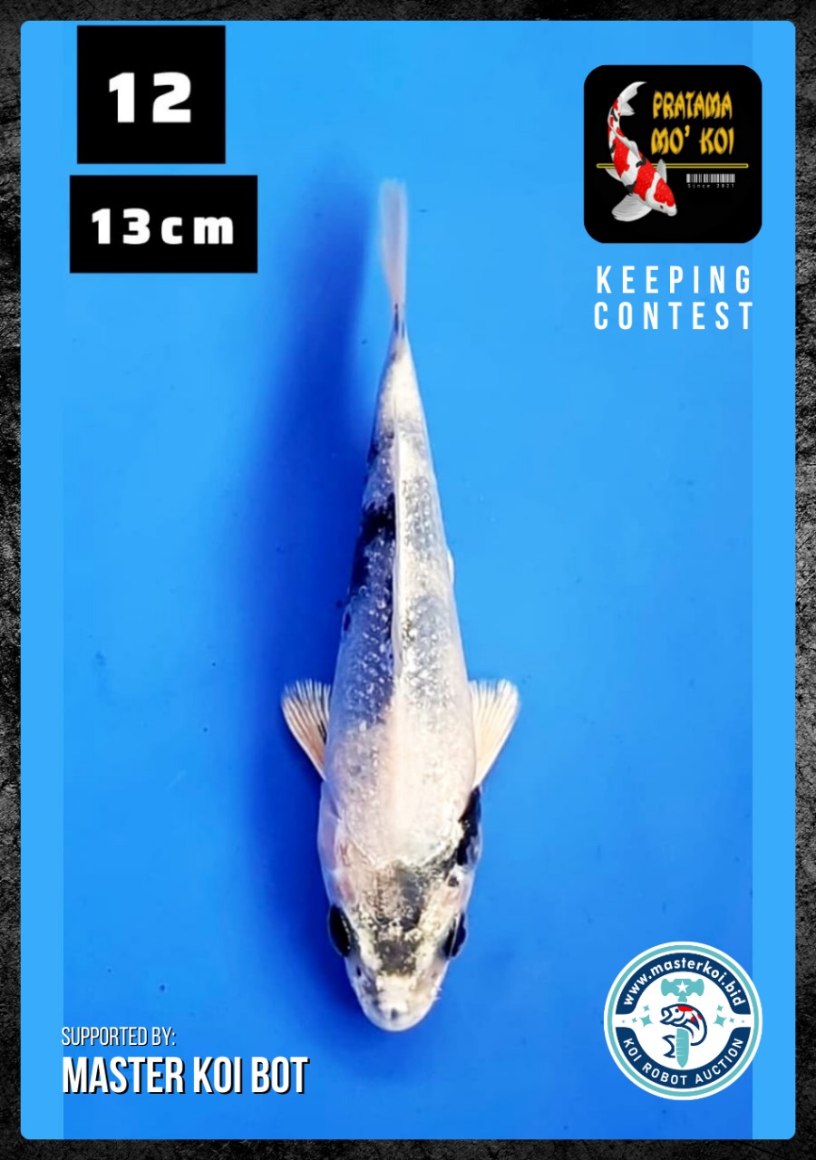 Lelang Koi Online, Jual Beli Ikan Koi, Pusat Jual Beli Koi, Info Lelang Koi Hari Ini, Platform Jual Beli Koi, Jual Beli Ikan Koi Online, Marketplace Ikan Koi, Jual Koi Terbaik, Tempat Beli Koi Berkualitas, Pasar Ikan Koi Online Terpercaya, Penjual Ikan Koi Terpercaya, Beli Koi Hias Online, Ikan Koi untuk Dijual, Koi Kualitas Terbaik, Toko Online Ikan Koi, Koi Hias Untuk Dijual, Jual Beli Ikan Koi Lokal, Koi Indonesia Online, Pusat Jual Beli Koi Terbesar