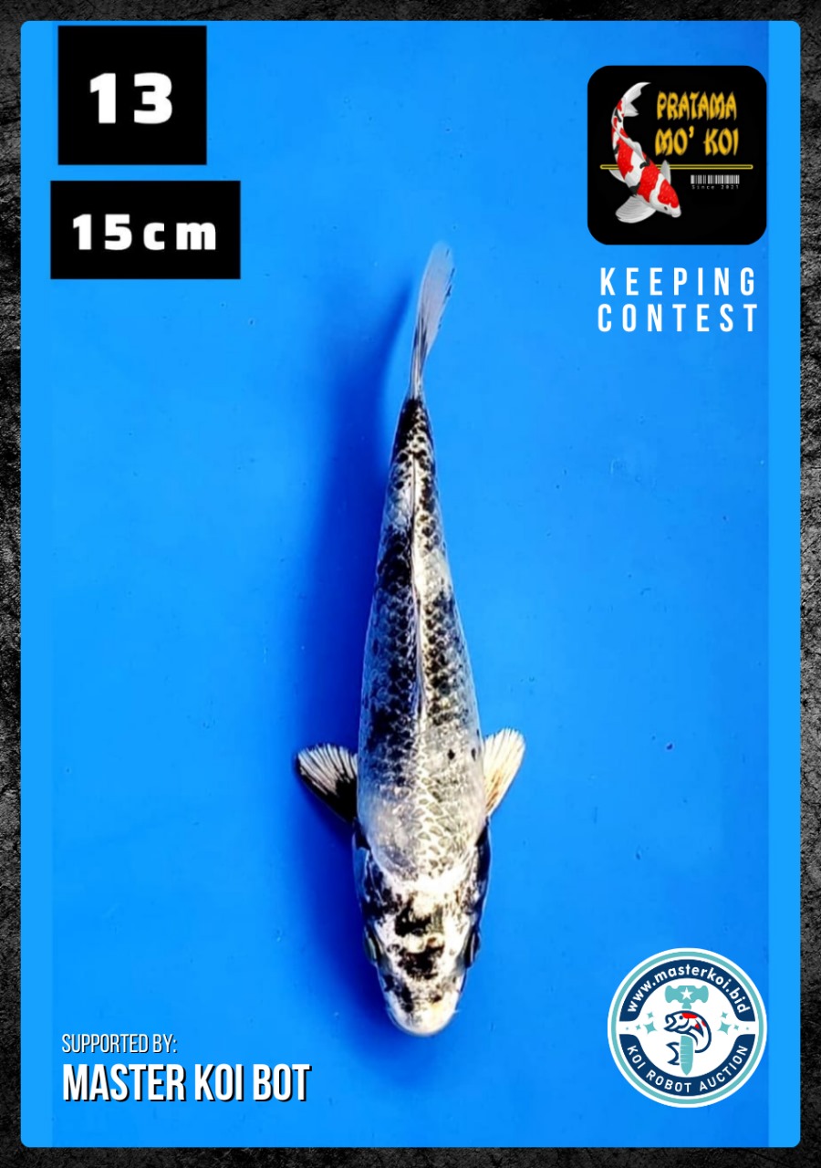 Lelang Koi Online, Jual Beli Ikan Koi, Pusat Jual Beli Koi, Info Lelang Koi Hari Ini, Platform Jual Beli Koi, Jual Beli Ikan Koi Online, Marketplace Ikan Koi, Jual Koi Terbaik, Tempat Beli Koi Berkualitas, Pasar Ikan Koi Online Terpercaya, Penjual Ikan Koi Terpercaya, Beli Koi Hias Online, Ikan Koi untuk Dijual, Koi Kualitas Terbaik, Toko Online Ikan Koi, Koi Hias Untuk Dijual, Jual Beli Ikan Koi Lokal, Koi Indonesia Online, Pusat Jual Beli Koi Terbesar