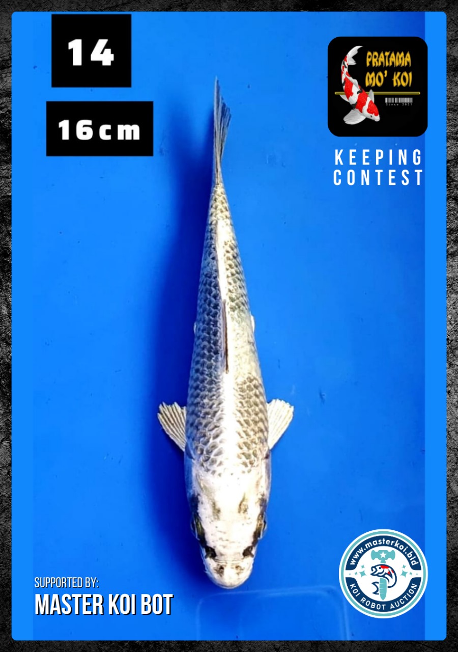 Lelang Koi Online, Jual Beli Ikan Koi, Pusat Jual Beli Koi, Info Lelang Koi Hari Ini, Platform Jual Beli Koi, Jual Beli Ikan Koi Online, Marketplace Ikan Koi, Jual Koi Terbaik, Tempat Beli Koi Berkualitas, Pasar Ikan Koi Online Terpercaya, Penjual Ikan Koi Terpercaya, Beli Koi Hias Online, Ikan Koi untuk Dijual, Koi Kualitas Terbaik, Toko Online Ikan Koi, Koi Hias Untuk Dijual, Jual Beli Ikan Koi Lokal, Koi Indonesia Online, Pusat Jual Beli Koi Terbesar