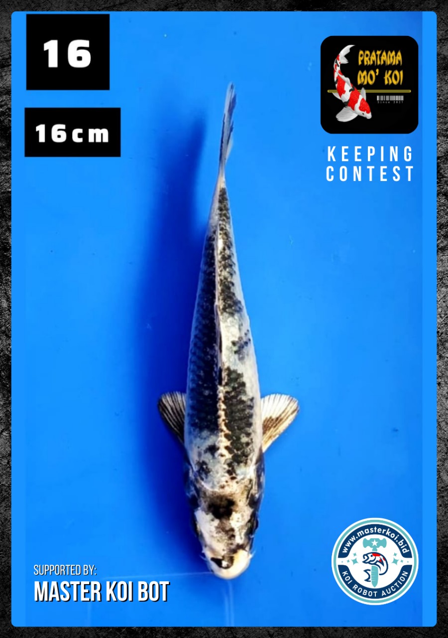 Lelang Koi Online, Jual Beli Ikan Koi, Pusat Jual Beli Koi, Info Lelang Koi Hari Ini, Platform Jual Beli Koi, Jual Beli Ikan Koi Online, Marketplace Ikan Koi, Jual Koi Terbaik, Tempat Beli Koi Berkualitas, Pasar Ikan Koi Online Terpercaya, Penjual Ikan Koi Terpercaya, Beli Koi Hias Online, Ikan Koi untuk Dijual, Koi Kualitas Terbaik, Toko Online Ikan Koi, Koi Hias Untuk Dijual, Jual Beli Ikan Koi Lokal, Koi Indonesia Online, Pusat Jual Beli Koi Terbesar