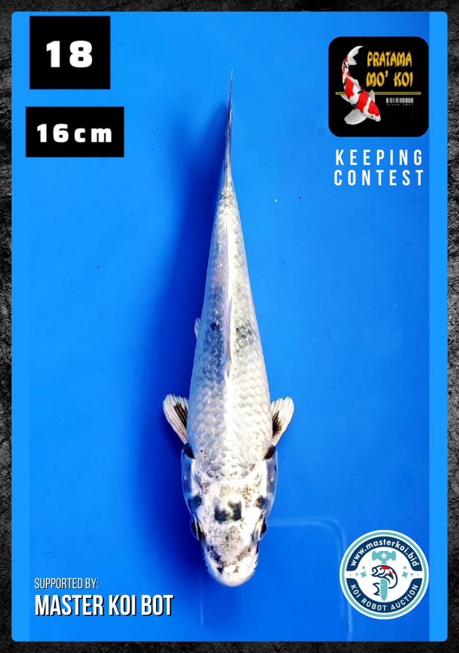 Lelang Koi Online, Jual Beli Ikan Koi, Pusat Jual Beli Koi, Info Lelang Koi Hari Ini, Platform Jual Beli Koi, Jual Beli Ikan Koi Online, Marketplace Ikan Koi, Jual Koi Terbaik, Tempat Beli Koi Berkualitas, Pasar Ikan Koi Online Terpercaya, Penjual Ikan Koi Terpercaya, Beli Koi Hias Online, Ikan Koi untuk Dijual, Koi Kualitas Terbaik, Toko Online Ikan Koi, Koi Hias Untuk Dijual, Jual Beli Ikan Koi Lokal, Koi Indonesia Online, Pusat Jual Beli Koi Terbesar