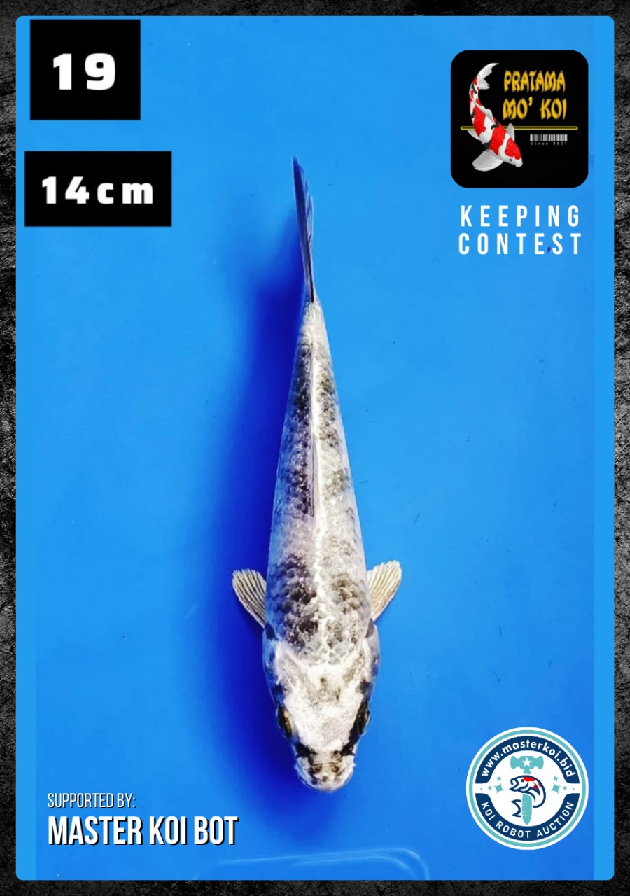 Lelang Koi Online, Jual Beli Ikan Koi, Pusat Jual Beli Koi, Info Lelang Koi Hari Ini, Platform Jual Beli Koi, Jual Beli Ikan Koi Online, Marketplace Ikan Koi, Jual Koi Terbaik, Tempat Beli Koi Berkualitas, Pasar Ikan Koi Online Terpercaya, Penjual Ikan Koi Terpercaya, Beli Koi Hias Online, Ikan Koi untuk Dijual, Koi Kualitas Terbaik, Toko Online Ikan Koi, Koi Hias Untuk Dijual, Jual Beli Ikan Koi Lokal, Koi Indonesia Online, Pusat Jual Beli Koi Terbesar