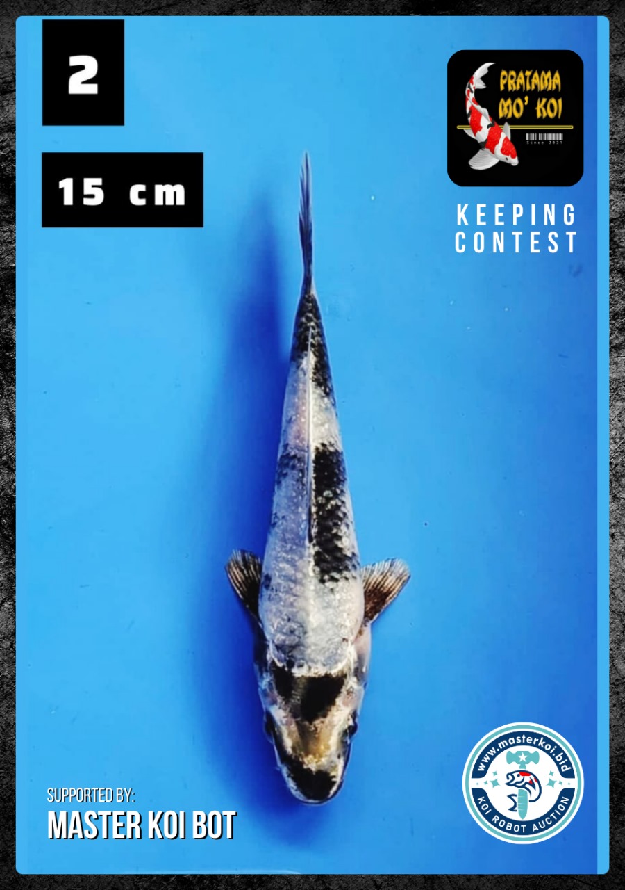 Lelang Koi Online, Jual Beli Ikan Koi, Pusat Jual Beli Koi, Info Lelang Koi Hari Ini, Platform Jual Beli Koi, Jual Beli Ikan Koi Online, Marketplace Ikan Koi, Jual Koi Terbaik, Tempat Beli Koi Berkualitas, Pasar Ikan Koi Online Terpercaya, Penjual Ikan Koi Terpercaya, Beli Koi Hias Online, Ikan Koi untuk Dijual, Koi Kualitas Terbaik, Toko Online Ikan Koi, Koi Hias Untuk Dijual, Jual Beli Ikan Koi Lokal, Koi Indonesia Online, Pusat Jual Beli Koi Terbesar