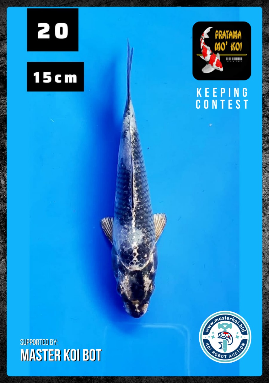 Lelang Koi Online, Jual Beli Ikan Koi, Pusat Jual Beli Koi, Info Lelang Koi Hari Ini, Platform Jual Beli Koi, Jual Beli Ikan Koi Online, Marketplace Ikan Koi, Jual Koi Terbaik, Tempat Beli Koi Berkualitas, Pasar Ikan Koi Online Terpercaya, Penjual Ikan Koi Terpercaya, Beli Koi Hias Online, Ikan Koi untuk Dijual, Koi Kualitas Terbaik, Toko Online Ikan Koi, Koi Hias Untuk Dijual, Jual Beli Ikan Koi Lokal, Koi Indonesia Online, Pusat Jual Beli Koi Terbesar
