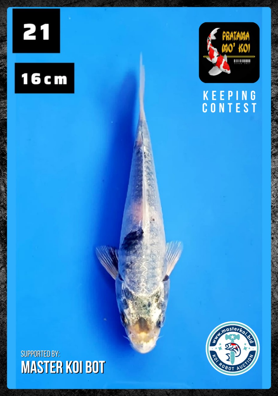 Lelang Koi Online, Jual Beli Ikan Koi, Pusat Jual Beli Koi, Info Lelang Koi Hari Ini, Platform Jual Beli Koi, Jual Beli Ikan Koi Online, Marketplace Ikan Koi, Jual Koi Terbaik, Tempat Beli Koi Berkualitas, Pasar Ikan Koi Online Terpercaya, Penjual Ikan Koi Terpercaya, Beli Koi Hias Online, Ikan Koi untuk Dijual, Koi Kualitas Terbaik, Toko Online Ikan Koi, Koi Hias Untuk Dijual, Jual Beli Ikan Koi Lokal, Koi Indonesia Online, Pusat Jual Beli Koi Terbesar