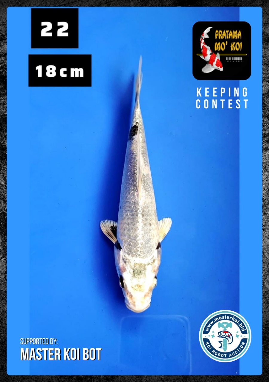Lelang Koi Online, Jual Beli Ikan Koi, Pusat Jual Beli Koi, Info Lelang Koi Hari Ini, Platform Jual Beli Koi, Jual Beli Ikan Koi Online, Marketplace Ikan Koi, Jual Koi Terbaik, Tempat Beli Koi Berkualitas, Pasar Ikan Koi Online Terpercaya, Penjual Ikan Koi Terpercaya, Beli Koi Hias Online, Ikan Koi untuk Dijual, Koi Kualitas Terbaik, Toko Online Ikan Koi, Koi Hias Untuk Dijual, Jual Beli Ikan Koi Lokal, Koi Indonesia Online, Pusat Jual Beli Koi Terbesar