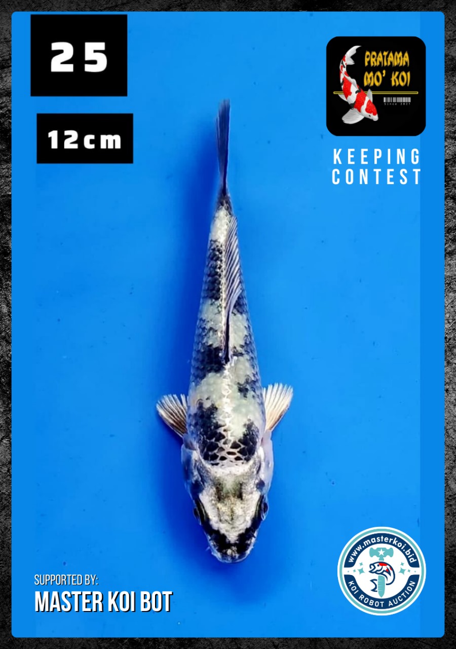 Lelang Koi Online, Jual Beli Ikan Koi, Pusat Jual Beli Koi, Info Lelang Koi Hari Ini, Platform Jual Beli Koi, Jual Beli Ikan Koi Online, Marketplace Ikan Koi, Jual Koi Terbaik, Tempat Beli Koi Berkualitas, Pasar Ikan Koi Online Terpercaya, Penjual Ikan Koi Terpercaya, Beli Koi Hias Online, Ikan Koi untuk Dijual, Koi Kualitas Terbaik, Toko Online Ikan Koi, Koi Hias Untuk Dijual, Jual Beli Ikan Koi Lokal, Koi Indonesia Online, Pusat Jual Beli Koi Terbesar