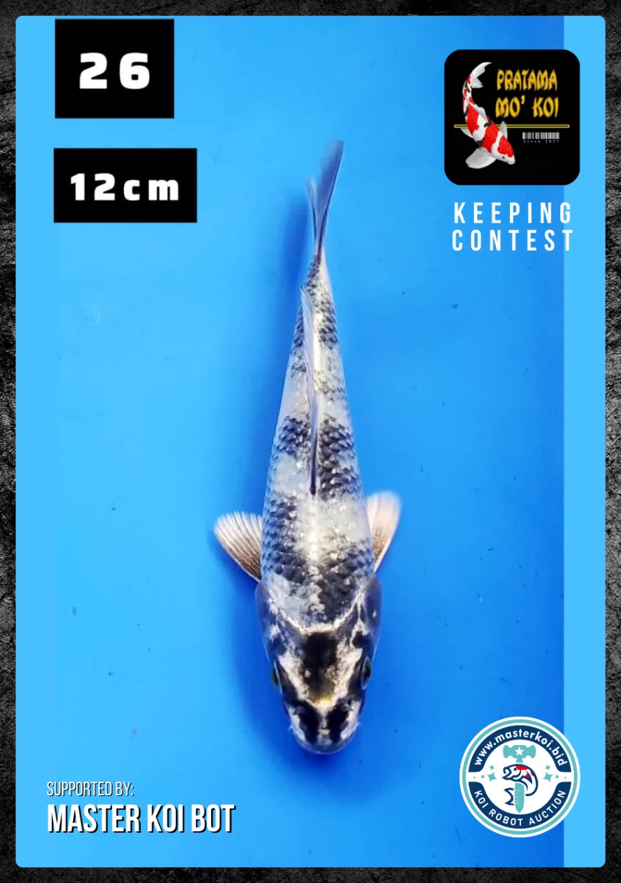 Lelang Koi Online, Jual Beli Ikan Koi, Pusat Jual Beli Koi, Info Lelang Koi Hari Ini, Platform Jual Beli Koi, Jual Beli Ikan Koi Online, Marketplace Ikan Koi, Jual Koi Terbaik, Tempat Beli Koi Berkualitas, Pasar Ikan Koi Online Terpercaya, Penjual Ikan Koi Terpercaya, Beli Koi Hias Online, Ikan Koi untuk Dijual, Koi Kualitas Terbaik, Toko Online Ikan Koi, Koi Hias Untuk Dijual, Jual Beli Ikan Koi Lokal, Koi Indonesia Online, Pusat Jual Beli Koi Terbesar