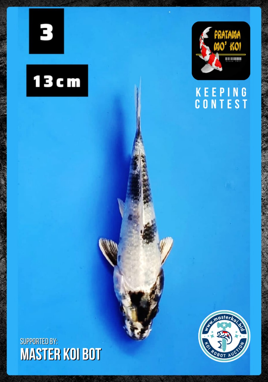 Lelang Koi Online, Jual Beli Ikan Koi, Pusat Jual Beli Koi, Info Lelang Koi Hari Ini, Platform Jual Beli Koi, Jual Beli Ikan Koi Online, Marketplace Ikan Koi, Jual Koi Terbaik, Tempat Beli Koi Berkualitas, Pasar Ikan Koi Online Terpercaya, Penjual Ikan Koi Terpercaya, Beli Koi Hias Online, Ikan Koi untuk Dijual, Koi Kualitas Terbaik, Toko Online Ikan Koi, Koi Hias Untuk Dijual, Jual Beli Ikan Koi Lokal, Koi Indonesia Online, Pusat Jual Beli Koi Terbesar