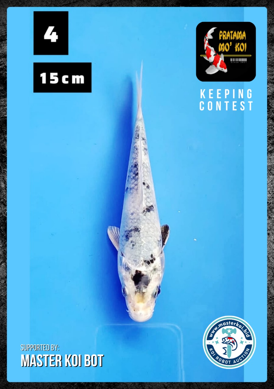 Lelang Koi Online, Jual Beli Ikan Koi, Pusat Jual Beli Koi, Info Lelang Koi Hari Ini, Platform Jual Beli Koi, Jual Beli Ikan Koi Online, Marketplace Ikan Koi, Jual Koi Terbaik, Tempat Beli Koi Berkualitas, Pasar Ikan Koi Online Terpercaya, Penjual Ikan Koi Terpercaya, Beli Koi Hias Online, Ikan Koi untuk Dijual, Koi Kualitas Terbaik, Toko Online Ikan Koi, Koi Hias Untuk Dijual, Jual Beli Ikan Koi Lokal, Koi Indonesia Online, Pusat Jual Beli Koi Terbesar