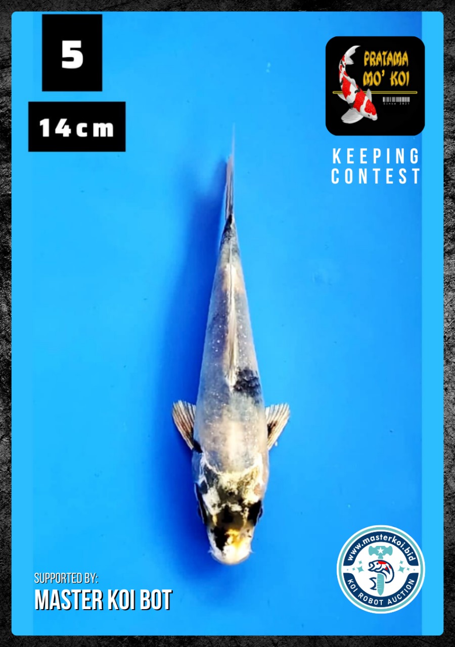 Lelang Koi Online, Jual Beli Ikan Koi, Pusat Jual Beli Koi, Info Lelang Koi Hari Ini, Platform Jual Beli Koi, Jual Beli Ikan Koi Online, Marketplace Ikan Koi, Jual Koi Terbaik, Tempat Beli Koi Berkualitas, Pasar Ikan Koi Online Terpercaya, Penjual Ikan Koi Terpercaya, Beli Koi Hias Online, Ikan Koi untuk Dijual, Koi Kualitas Terbaik, Toko Online Ikan Koi, Koi Hias Untuk Dijual, Jual Beli Ikan Koi Lokal, Koi Indonesia Online, Pusat Jual Beli Koi Terbesar