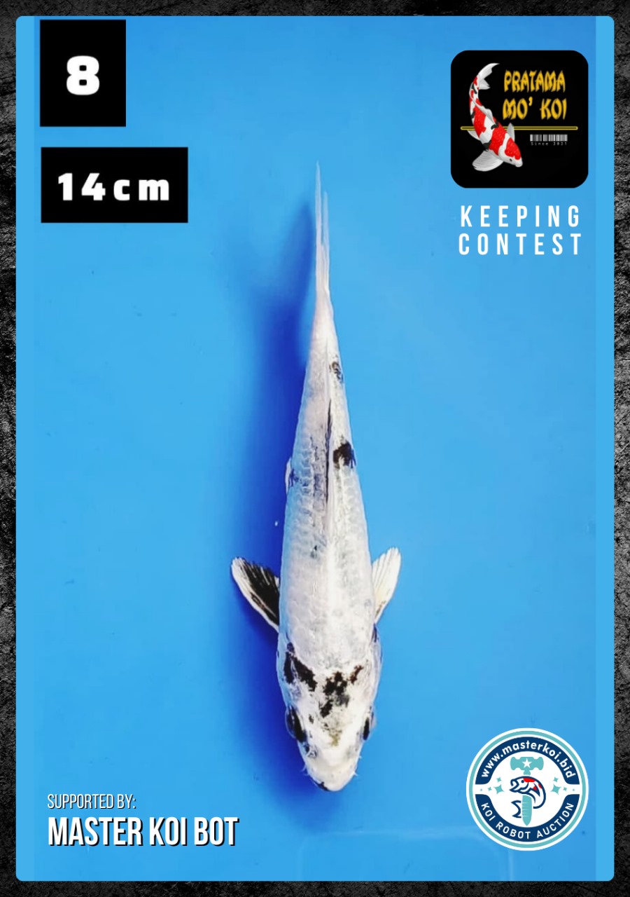 Lelang Koi Online, Jual Beli Ikan Koi, Pusat Jual Beli Koi, Info Lelang Koi Hari Ini, Platform Jual Beli Koi, Jual Beli Ikan Koi Online, Marketplace Ikan Koi, Jual Koi Terbaik, Tempat Beli Koi Berkualitas, Pasar Ikan Koi Online Terpercaya, Penjual Ikan Koi Terpercaya, Beli Koi Hias Online, Ikan Koi untuk Dijual, Koi Kualitas Terbaik, Toko Online Ikan Koi, Koi Hias Untuk Dijual, Jual Beli Ikan Koi Lokal, Koi Indonesia Online, Pusat Jual Beli Koi Terbesar