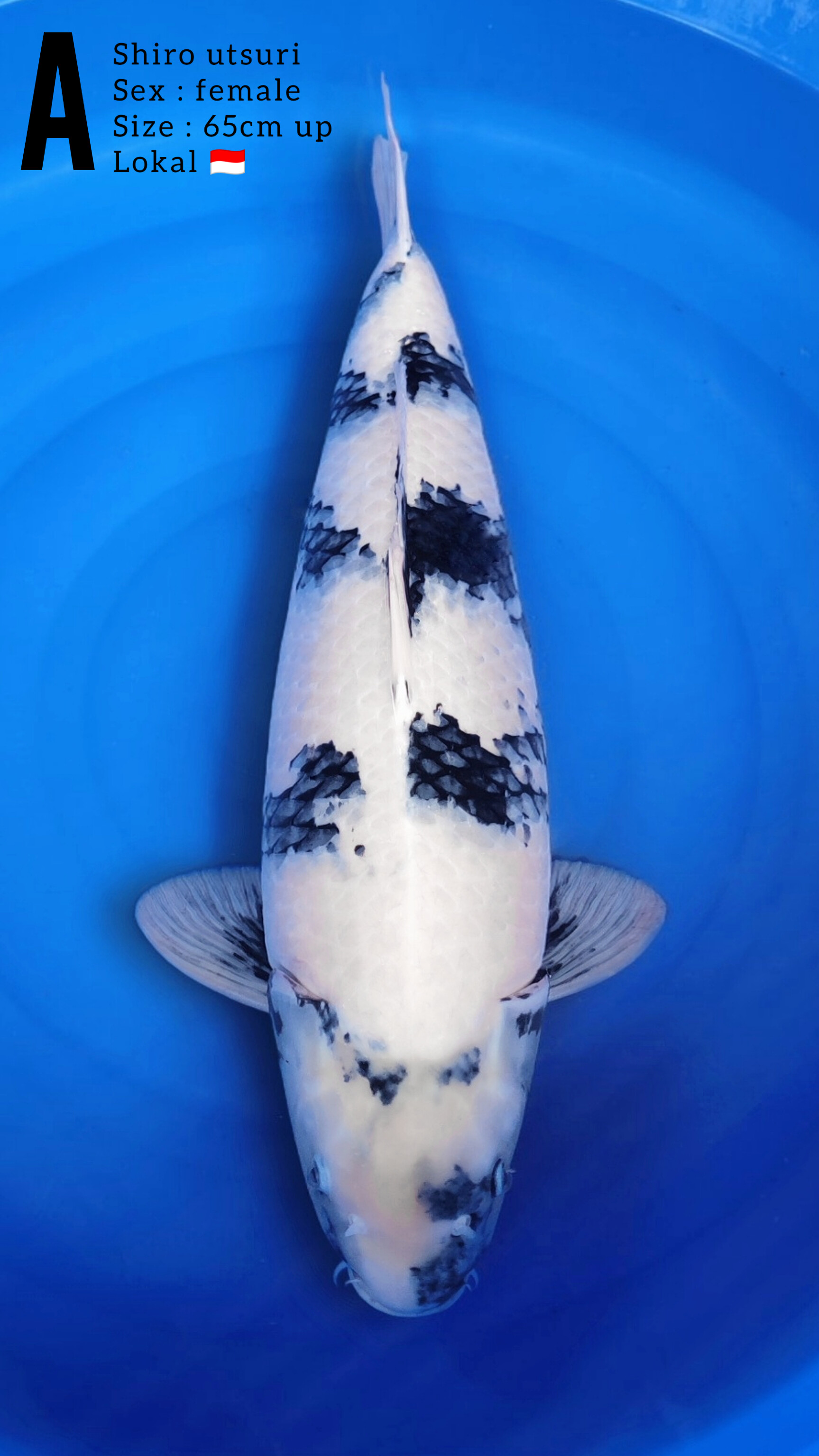 Lelang Koi Online, Jual Beli Ikan Koi, Pusat Jual Beli Koi, Info Lelang Koi Hari Ini, Platform Jual Beli Koi, Jual Beli Ikan Koi Online, Marketplace Ikan Koi, Jual Koi Terbaik, Tempat Beli Koi Berkualitas, Pasar Ikan Koi Online Terpercaya, Penjual Ikan Koi Terpercaya, Beli Koi Hias Online, Ikan Koi untuk Dijual, Koi Kualitas Terbaik, Toko Online Ikan Koi, Koi Hias Untuk Dijual, Jual Beli Ikan Koi Lokal, Koi Indonesia Online, Pusat Jual Beli Koi Terbesar