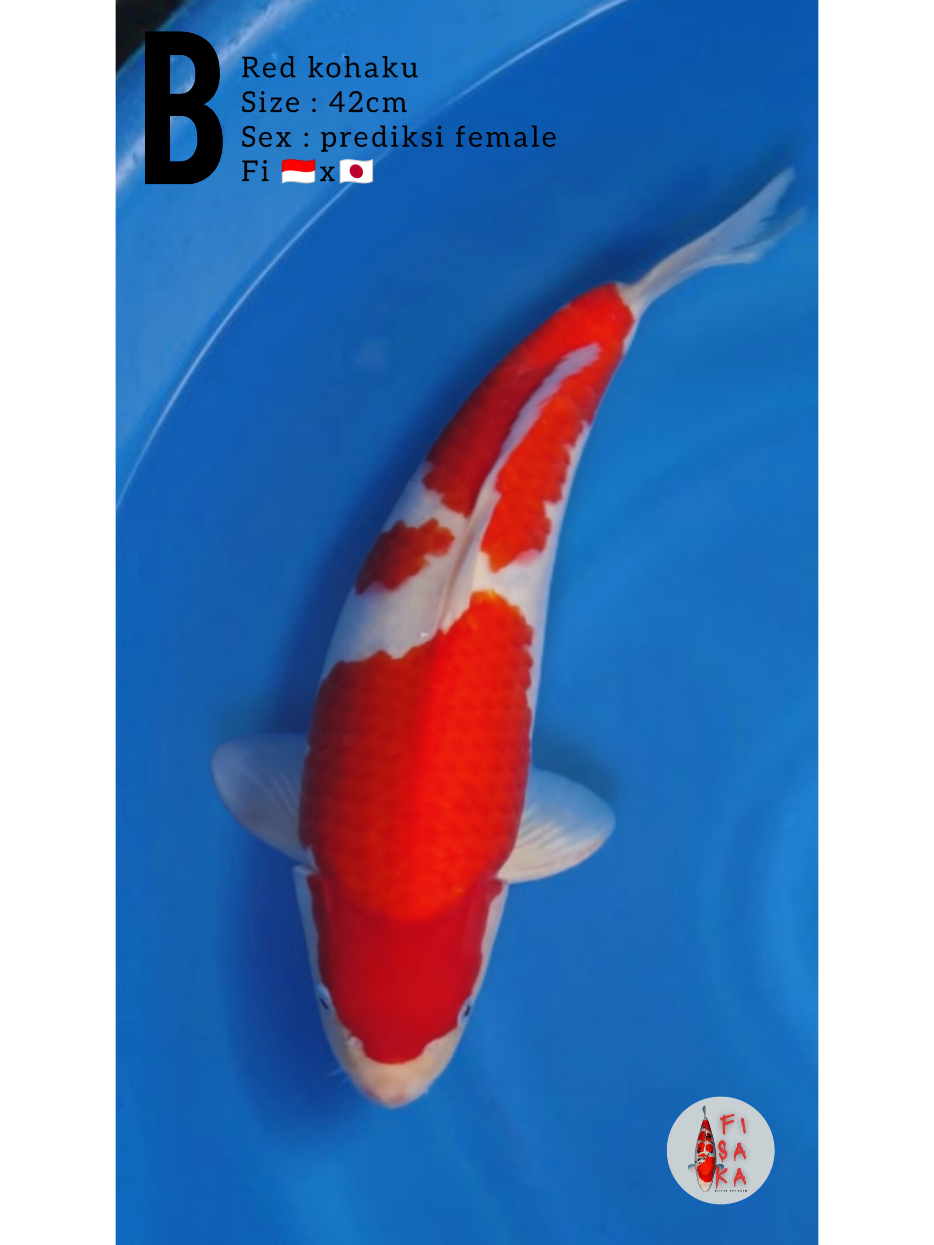 Lelang Koi Online, Jual Beli Ikan Koi, Pusat Jual Beli Koi, Info Lelang Koi Hari Ini, Platform Jual Beli Koi, Jual Beli Ikan Koi Online, Marketplace Ikan Koi, Jual Koi Terbaik, Tempat Beli Koi Berkualitas, Pasar Ikan Koi Online Terpercaya, Penjual Ikan Koi Terpercaya, Beli Koi Hias Online, Ikan Koi untuk Dijual, Koi Kualitas Terbaik, Toko Online Ikan Koi, Koi Hias Untuk Dijual, Jual Beli Ikan Koi Lokal, Koi Indonesia Online, Pusat Jual Beli Koi Terbesar