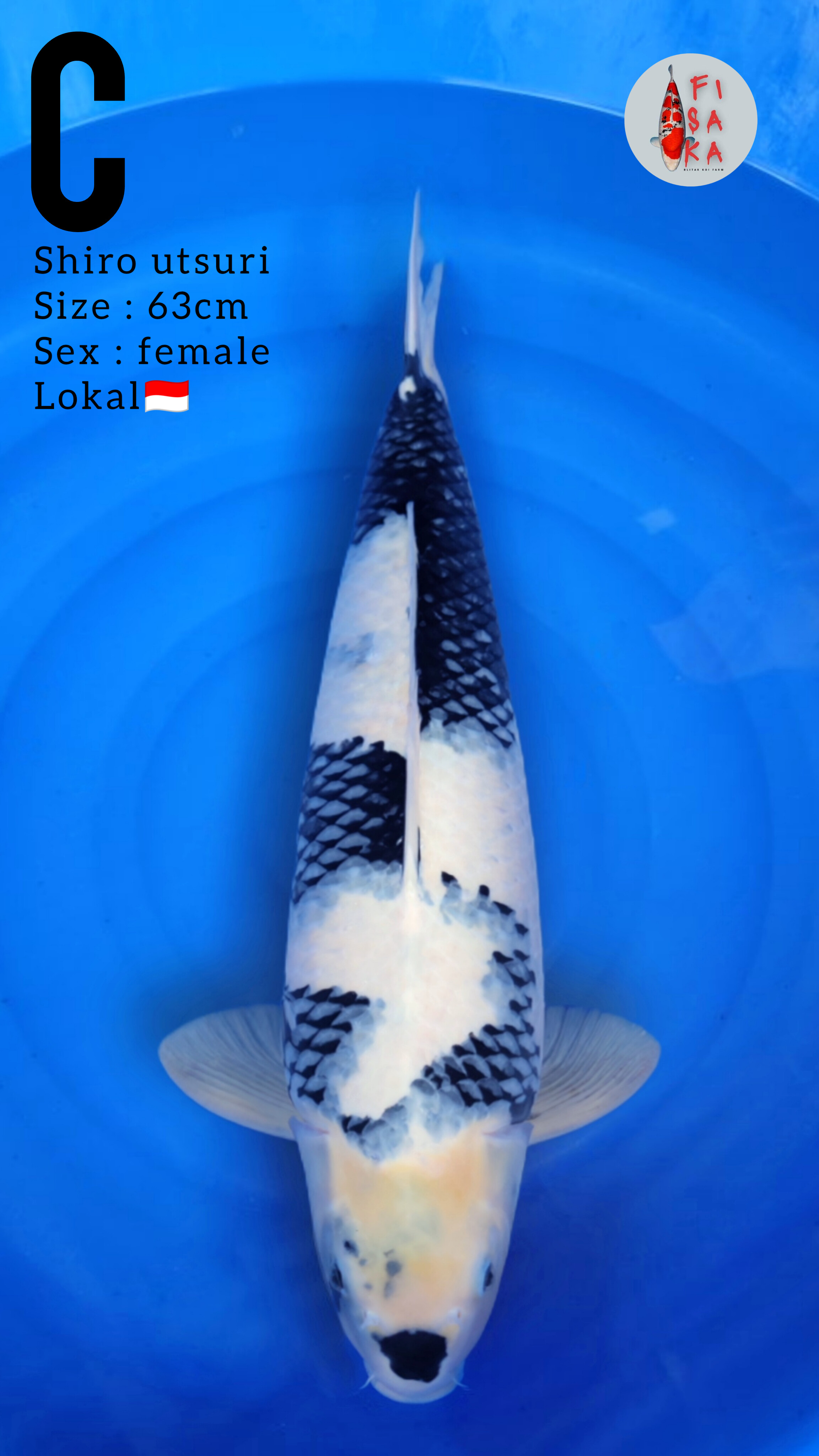 Lelang Koi Online, Jual Beli Ikan Koi, Pusat Jual Beli Koi, Info Lelang Koi Hari Ini, Platform Jual Beli Koi, Jual Beli Ikan Koi Online, Marketplace Ikan Koi, Jual Koi Terbaik, Tempat Beli Koi Berkualitas, Pasar Ikan Koi Online Terpercaya, Penjual Ikan Koi Terpercaya, Beli Koi Hias Online, Ikan Koi untuk Dijual, Koi Kualitas Terbaik, Toko Online Ikan Koi, Koi Hias Untuk Dijual, Jual Beli Ikan Koi Lokal, Koi Indonesia Online, Pusat Jual Beli Koi Terbesar