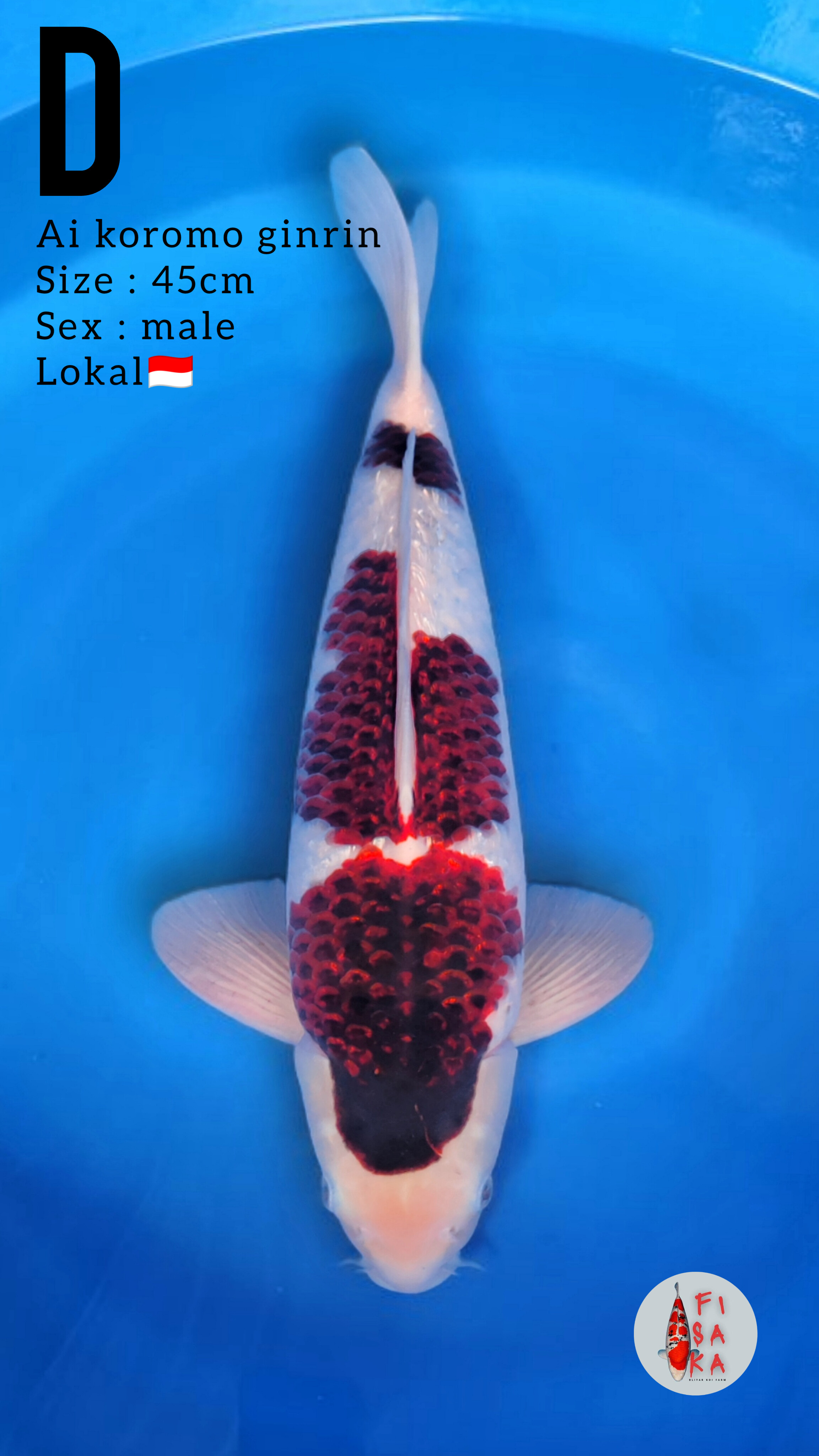Lelang Koi Online, Jual Beli Ikan Koi, Pusat Jual Beli Koi, Info Lelang Koi Hari Ini, Platform Jual Beli Koi, Jual Beli Ikan Koi Online, Marketplace Ikan Koi, Jual Koi Terbaik, Tempat Beli Koi Berkualitas, Pasar Ikan Koi Online Terpercaya, Penjual Ikan Koi Terpercaya, Beli Koi Hias Online, Ikan Koi untuk Dijual, Koi Kualitas Terbaik, Toko Online Ikan Koi, Koi Hias Untuk Dijual, Jual Beli Ikan Koi Lokal, Koi Indonesia Online, Pusat Jual Beli Koi Terbesar
