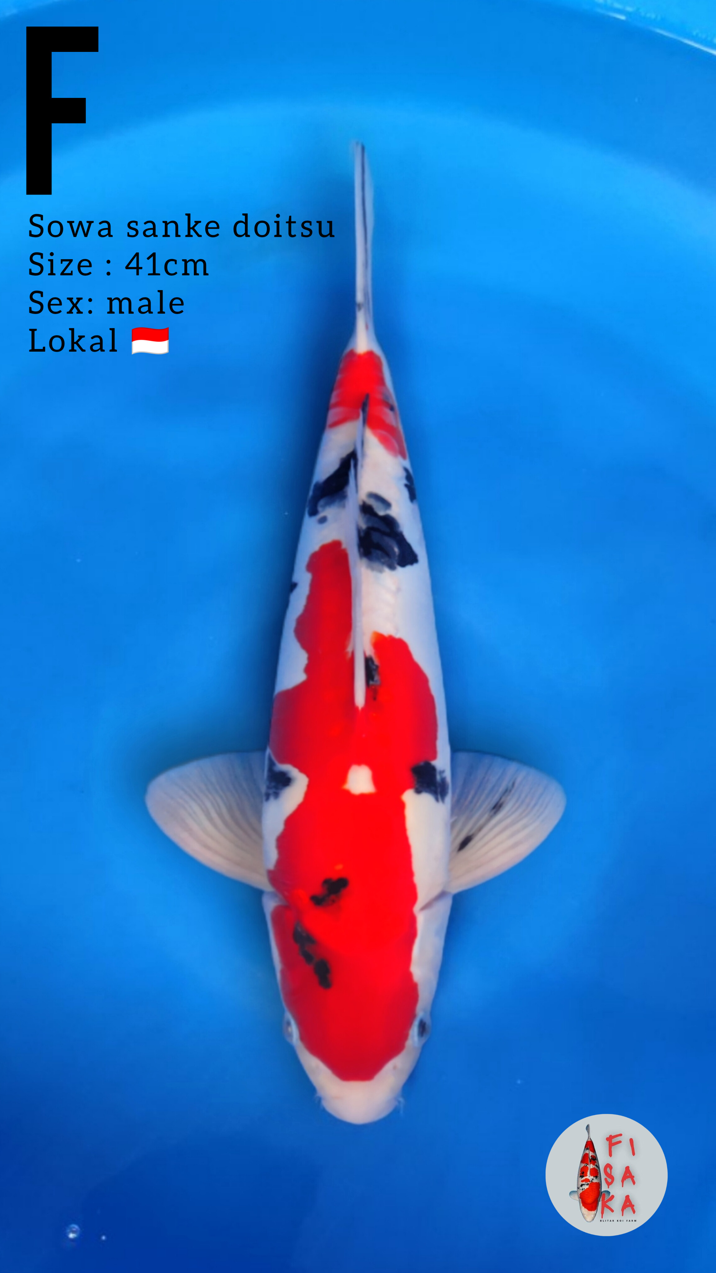Lelang Koi Online, Jual Beli Ikan Koi, Pusat Jual Beli Koi, Info Lelang Koi Hari Ini, Platform Jual Beli Koi, Jual Beli Ikan Koi Online, Marketplace Ikan Koi, Jual Koi Terbaik, Tempat Beli Koi Berkualitas, Pasar Ikan Koi Online Terpercaya, Penjual Ikan Koi Terpercaya, Beli Koi Hias Online, Ikan Koi untuk Dijual, Koi Kualitas Terbaik, Toko Online Ikan Koi, Koi Hias Untuk Dijual, Jual Beli Ikan Koi Lokal, Koi Indonesia Online, Pusat Jual Beli Koi Terbesar