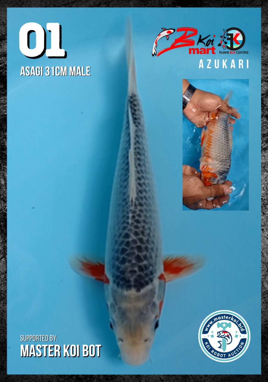 Lelang Koi Online, Jual Beli Ikan Koi, Pusat Jual Beli Koi, Info Lelang Koi Hari Ini, Platform Jual Beli Koi, Jual Beli Ikan Koi Online, Marketplace Ikan Koi, Jual Koi Terbaik, Tempat Beli Koi Berkualitas, Pasar Ikan Koi Online Terpercaya, Penjual Ikan Koi Terpercaya, Beli Koi Hias Online, Ikan Koi untuk Dijual, Koi Kualitas Terbaik, Toko Online Ikan Koi, Koi Hias Untuk Dijual, Jual Beli Ikan Koi Lokal, Koi Indonesia Online, Pusat Jual Beli Koi Terbesar