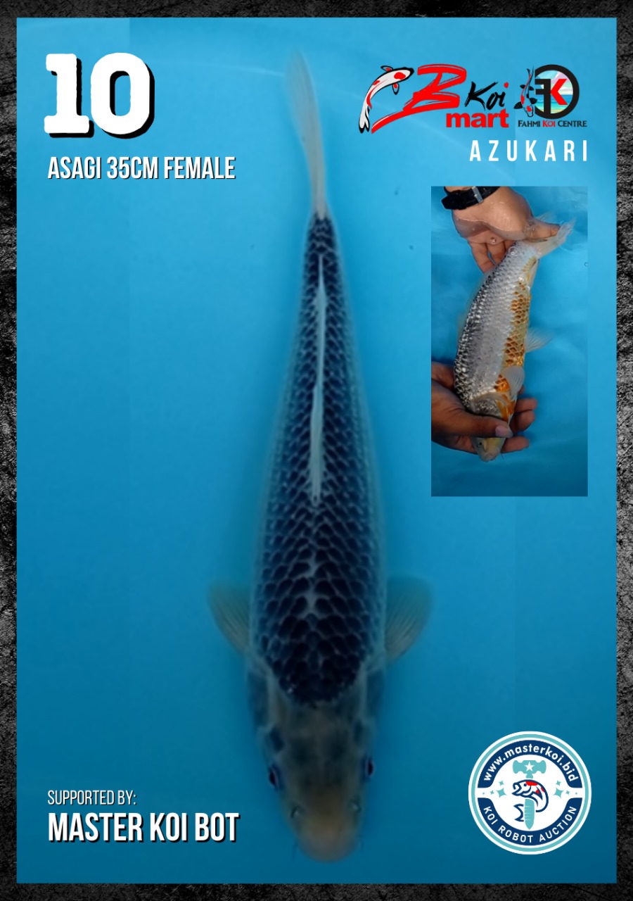 Lelang Koi Online, Jual Beli Ikan Koi, Pusat Jual Beli Koi, Info Lelang Koi Hari Ini, Platform Jual Beli Koi, Jual Beli Ikan Koi Online, Marketplace Ikan Koi, Jual Koi Terbaik, Tempat Beli Koi Berkualitas, Pasar Ikan Koi Online Terpercaya, Penjual Ikan Koi Terpercaya, Beli Koi Hias Online, Ikan Koi untuk Dijual, Koi Kualitas Terbaik, Toko Online Ikan Koi, Koi Hias Untuk Dijual, Jual Beli Ikan Koi Lokal, Koi Indonesia Online, Pusat Jual Beli Koi Terbesar