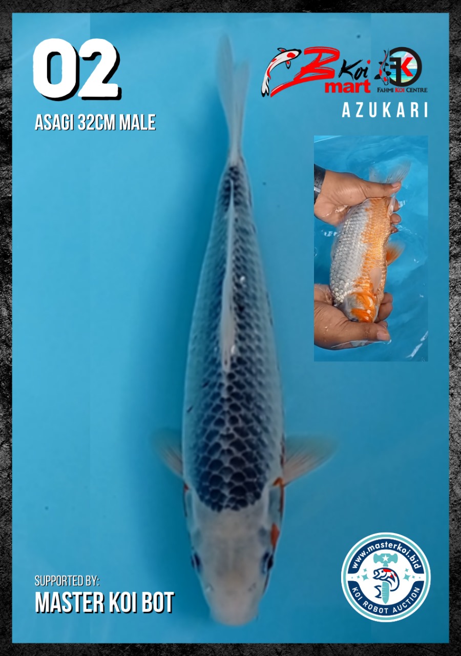 Lelang Koi Online, Jual Beli Ikan Koi, Pusat Jual Beli Koi, Info Lelang Koi Hari Ini, Platform Jual Beli Koi, Jual Beli Ikan Koi Online, Marketplace Ikan Koi, Jual Koi Terbaik, Tempat Beli Koi Berkualitas, Pasar Ikan Koi Online Terpercaya, Penjual Ikan Koi Terpercaya, Beli Koi Hias Online, Ikan Koi untuk Dijual, Koi Kualitas Terbaik, Toko Online Ikan Koi, Koi Hias Untuk Dijual, Jual Beli Ikan Koi Lokal, Koi Indonesia Online, Pusat Jual Beli Koi Terbesar