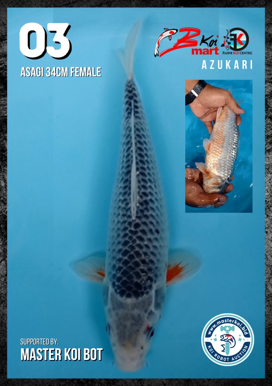 Lelang Koi Online, Jual Beli Ikan Koi, Pusat Jual Beli Koi, Info Lelang Koi Hari Ini, Platform Jual Beli Koi, Jual Beli Ikan Koi Online, Marketplace Ikan Koi, Jual Koi Terbaik, Tempat Beli Koi Berkualitas, Pasar Ikan Koi Online Terpercaya, Penjual Ikan Koi Terpercaya, Beli Koi Hias Online, Ikan Koi untuk Dijual, Koi Kualitas Terbaik, Toko Online Ikan Koi, Koi Hias Untuk Dijual, Jual Beli Ikan Koi Lokal, Koi Indonesia Online, Pusat Jual Beli Koi Terbesar