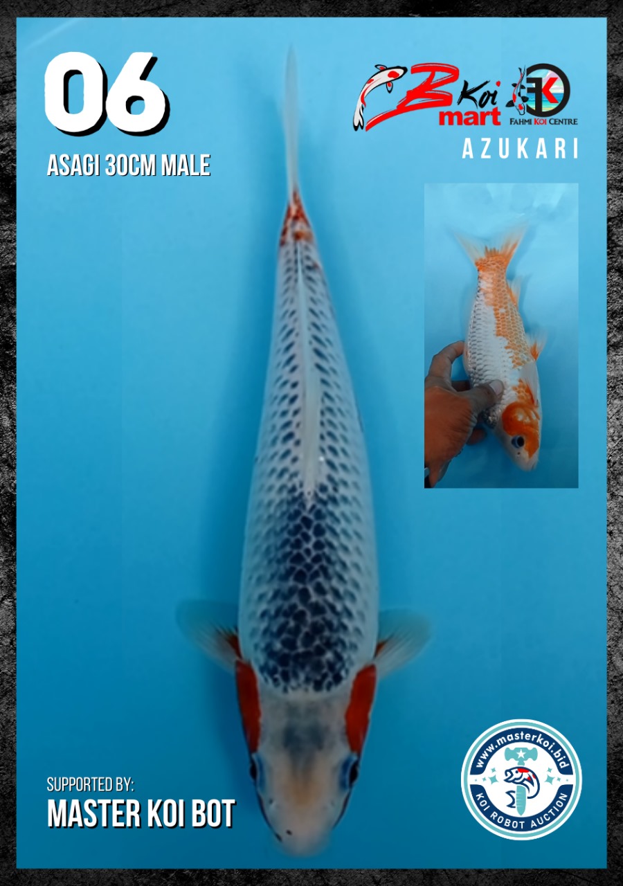 Lelang Koi Online, Jual Beli Ikan Koi, Pusat Jual Beli Koi, Info Lelang Koi Hari Ini, Platform Jual Beli Koi, Jual Beli Ikan Koi Online, Marketplace Ikan Koi, Jual Koi Terbaik, Tempat Beli Koi Berkualitas, Pasar Ikan Koi Online Terpercaya, Penjual Ikan Koi Terpercaya, Beli Koi Hias Online, Ikan Koi untuk Dijual, Koi Kualitas Terbaik, Toko Online Ikan Koi, Koi Hias Untuk Dijual, Jual Beli Ikan Koi Lokal, Koi Indonesia Online, Pusat Jual Beli Koi Terbesar