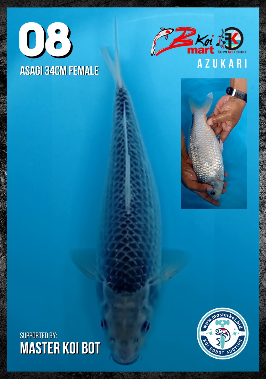 Lelang Koi Online, Jual Beli Ikan Koi, Pusat Jual Beli Koi, Info Lelang Koi Hari Ini, Platform Jual Beli Koi, Jual Beli Ikan Koi Online, Marketplace Ikan Koi, Jual Koi Terbaik, Tempat Beli Koi Berkualitas, Pasar Ikan Koi Online Terpercaya, Penjual Ikan Koi Terpercaya, Beli Koi Hias Online, Ikan Koi untuk Dijual, Koi Kualitas Terbaik, Toko Online Ikan Koi, Koi Hias Untuk Dijual, Jual Beli Ikan Koi Lokal, Koi Indonesia Online, Pusat Jual Beli Koi Terbesar