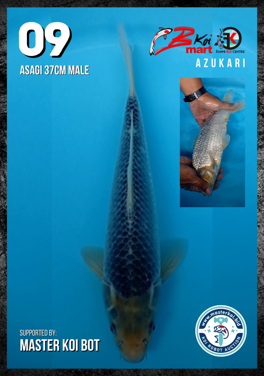 Lelang Koi Online, Jual Beli Ikan Koi, Pusat Jual Beli Koi, Info Lelang Koi Hari Ini, Platform Jual Beli Koi, Jual Beli Ikan Koi Online, Marketplace Ikan Koi, Jual Koi Terbaik, Tempat Beli Koi Berkualitas, Pasar Ikan Koi Online Terpercaya, Penjual Ikan Koi Terpercaya, Beli Koi Hias Online, Ikan Koi untuk Dijual, Koi Kualitas Terbaik, Toko Online Ikan Koi, Koi Hias Untuk Dijual, Jual Beli Ikan Koi Lokal, Koi Indonesia Online, Pusat Jual Beli Koi Terbesar