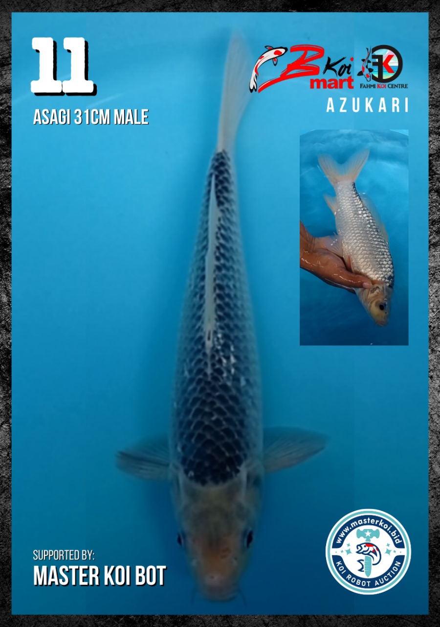 Lelang Koi Online, Jual Beli Ikan Koi, Pusat Jual Beli Koi, Info Lelang Koi Hari Ini, Platform Jual Beli Koi, Jual Beli Ikan Koi Online, Marketplace Ikan Koi, Jual Koi Terbaik, Tempat Beli Koi Berkualitas, Pasar Ikan Koi Online Terpercaya, Penjual Ikan Koi Terpercaya, Beli Koi Hias Online, Ikan Koi untuk Dijual, Koi Kualitas Terbaik, Toko Online Ikan Koi, Koi Hias Untuk Dijual, Jual Beli Ikan Koi Lokal, Koi Indonesia Online, Pusat Jual Beli Koi Terbesar