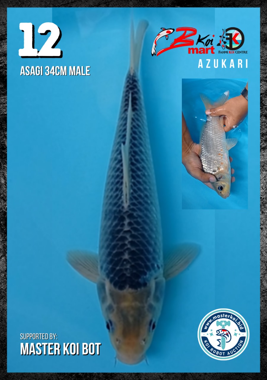 Lelang Koi Online, Jual Beli Ikan Koi, Pusat Jual Beli Koi, Info Lelang Koi Hari Ini, Platform Jual Beli Koi, Jual Beli Ikan Koi Online, Marketplace Ikan Koi, Jual Koi Terbaik, Tempat Beli Koi Berkualitas, Pasar Ikan Koi Online Terpercaya, Penjual Ikan Koi Terpercaya, Beli Koi Hias Online, Ikan Koi untuk Dijual, Koi Kualitas Terbaik, Toko Online Ikan Koi, Koi Hias Untuk Dijual, Jual Beli Ikan Koi Lokal, Koi Indonesia Online, Pusat Jual Beli Koi Terbesar