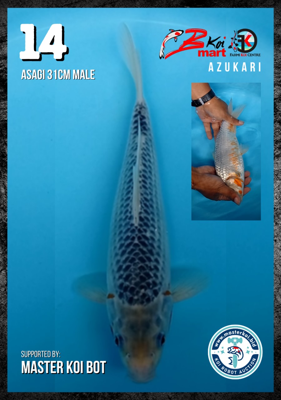 Lelang Koi Online, Jual Beli Ikan Koi, Pusat Jual Beli Koi, Info Lelang Koi Hari Ini, Platform Jual Beli Koi, Jual Beli Ikan Koi Online, Marketplace Ikan Koi, Jual Koi Terbaik, Tempat Beli Koi Berkualitas, Pasar Ikan Koi Online Terpercaya, Penjual Ikan Koi Terpercaya, Beli Koi Hias Online, Ikan Koi untuk Dijual, Koi Kualitas Terbaik, Toko Online Ikan Koi, Koi Hias Untuk Dijual, Jual Beli Ikan Koi Lokal, Koi Indonesia Online, Pusat Jual Beli Koi Terbesar