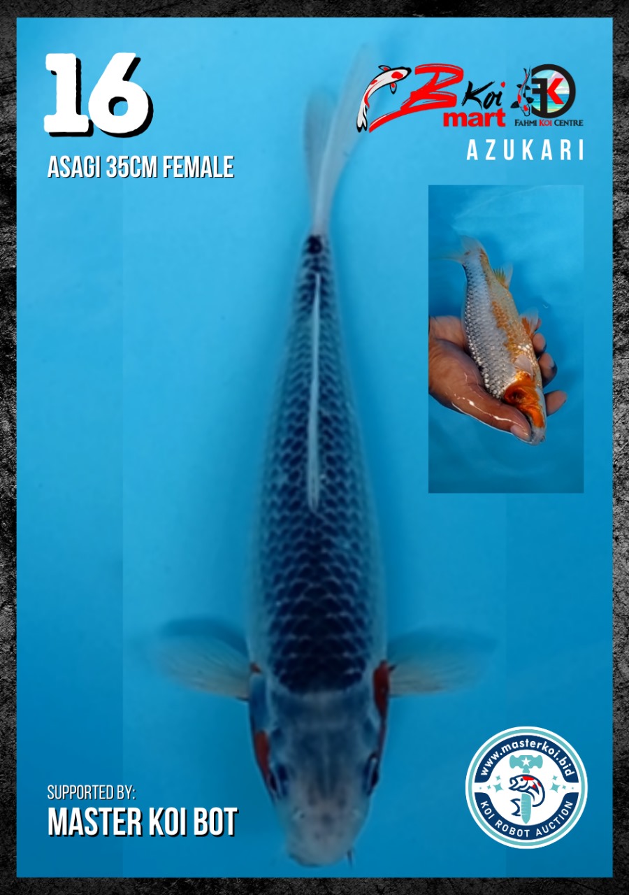 Lelang Koi Online, Jual Beli Ikan Koi, Pusat Jual Beli Koi, Info Lelang Koi Hari Ini, Platform Jual Beli Koi, Jual Beli Ikan Koi Online, Marketplace Ikan Koi, Jual Koi Terbaik, Tempat Beli Koi Berkualitas, Pasar Ikan Koi Online Terpercaya, Penjual Ikan Koi Terpercaya, Beli Koi Hias Online, Ikan Koi untuk Dijual, Koi Kualitas Terbaik, Toko Online Ikan Koi, Koi Hias Untuk Dijual, Jual Beli Ikan Koi Lokal, Koi Indonesia Online, Pusat Jual Beli Koi Terbesar