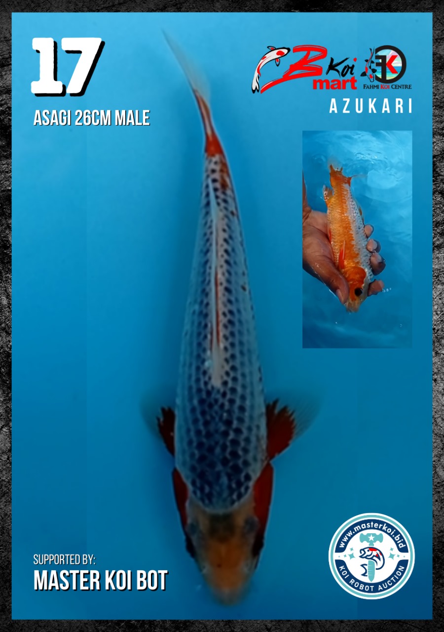 Lelang Koi Online, Jual Beli Ikan Koi, Pusat Jual Beli Koi, Info Lelang Koi Hari Ini, Platform Jual Beli Koi, Jual Beli Ikan Koi Online, Marketplace Ikan Koi, Jual Koi Terbaik, Tempat Beli Koi Berkualitas, Pasar Ikan Koi Online Terpercaya, Penjual Ikan Koi Terpercaya, Beli Koi Hias Online, Ikan Koi untuk Dijual, Koi Kualitas Terbaik, Toko Online Ikan Koi, Koi Hias Untuk Dijual, Jual Beli Ikan Koi Lokal, Koi Indonesia Online, Pusat Jual Beli Koi Terbesar