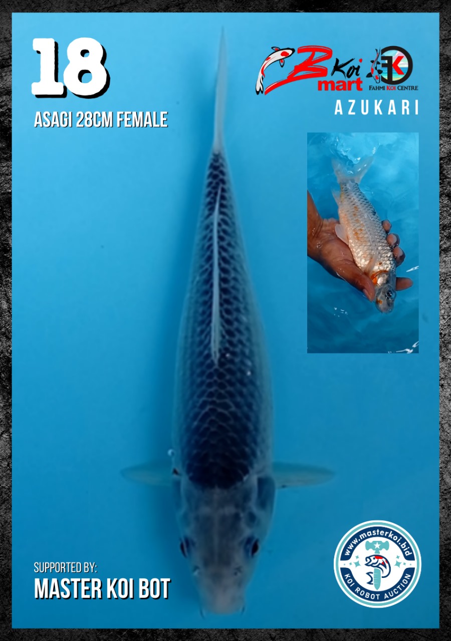 Lelang Koi Online, Jual Beli Ikan Koi, Pusat Jual Beli Koi, Info Lelang Koi Hari Ini, Platform Jual Beli Koi, Jual Beli Ikan Koi Online, Marketplace Ikan Koi, Jual Koi Terbaik, Tempat Beli Koi Berkualitas, Pasar Ikan Koi Online Terpercaya, Penjual Ikan Koi Terpercaya, Beli Koi Hias Online, Ikan Koi untuk Dijual, Koi Kualitas Terbaik, Toko Online Ikan Koi, Koi Hias Untuk Dijual, Jual Beli Ikan Koi Lokal, Koi Indonesia Online, Pusat Jual Beli Koi Terbesar