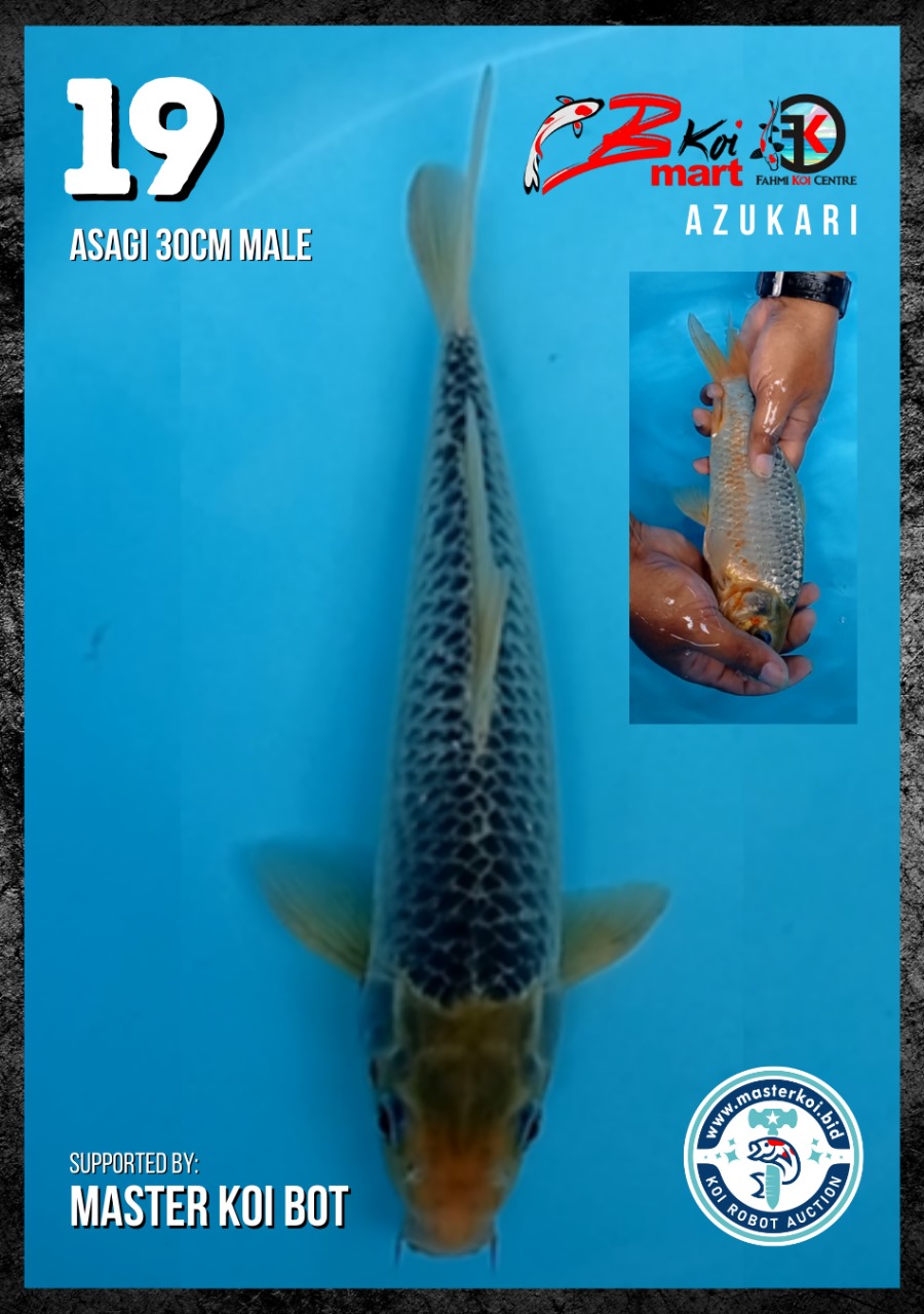 Lelang Koi Online, Jual Beli Ikan Koi, Pusat Jual Beli Koi, Info Lelang Koi Hari Ini, Platform Jual Beli Koi, Jual Beli Ikan Koi Online, Marketplace Ikan Koi, Jual Koi Terbaik, Tempat Beli Koi Berkualitas, Pasar Ikan Koi Online Terpercaya, Penjual Ikan Koi Terpercaya, Beli Koi Hias Online, Ikan Koi untuk Dijual, Koi Kualitas Terbaik, Toko Online Ikan Koi, Koi Hias Untuk Dijual, Jual Beli Ikan Koi Lokal, Koi Indonesia Online, Pusat Jual Beli Koi Terbesar