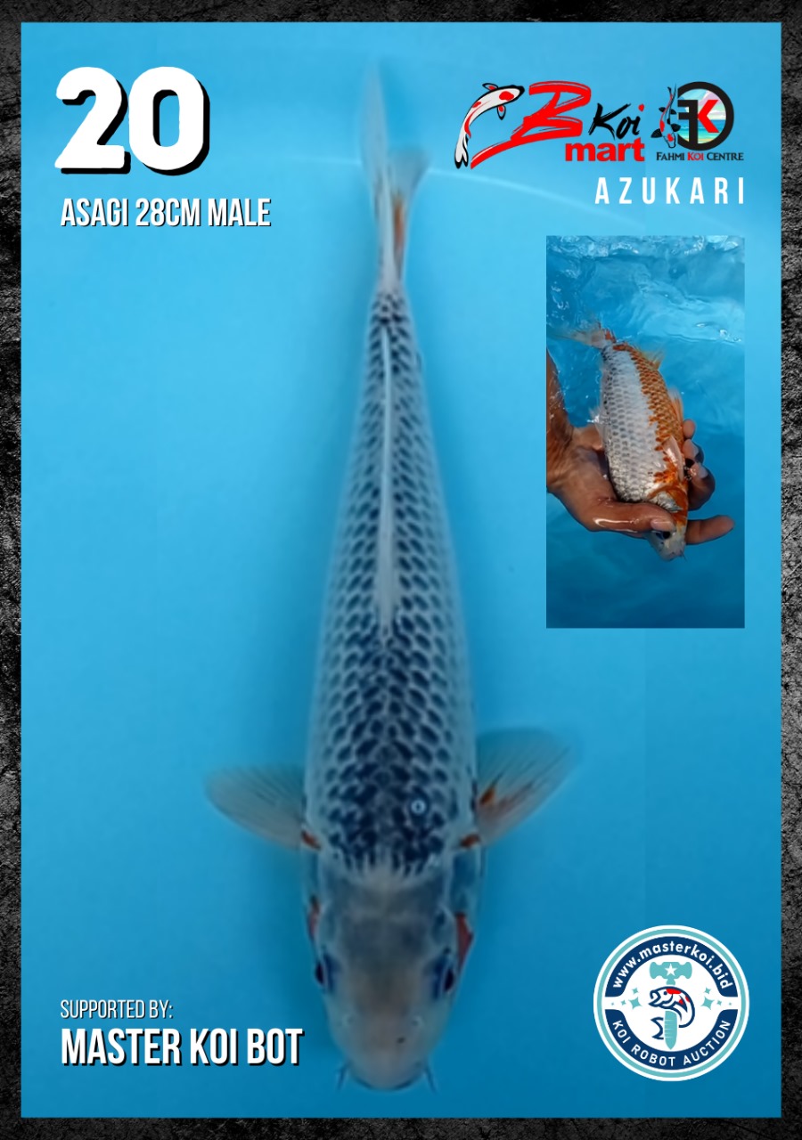 Lelang Koi Online, Jual Beli Ikan Koi, Pusat Jual Beli Koi, Info Lelang Koi Hari Ini, Platform Jual Beli Koi, Jual Beli Ikan Koi Online, Marketplace Ikan Koi, Jual Koi Terbaik, Tempat Beli Koi Berkualitas, Pasar Ikan Koi Online Terpercaya, Penjual Ikan Koi Terpercaya, Beli Koi Hias Online, Ikan Koi untuk Dijual, Koi Kualitas Terbaik, Toko Online Ikan Koi, Koi Hias Untuk Dijual, Jual Beli Ikan Koi Lokal, Koi Indonesia Online, Pusat Jual Beli Koi Terbesar