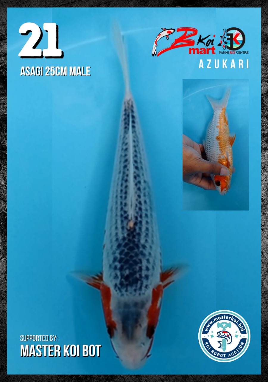 Lelang Koi Online, Jual Beli Ikan Koi, Pusat Jual Beli Koi, Info Lelang Koi Hari Ini, Platform Jual Beli Koi, Jual Beli Ikan Koi Online, Marketplace Ikan Koi, Jual Koi Terbaik, Tempat Beli Koi Berkualitas, Pasar Ikan Koi Online Terpercaya, Penjual Ikan Koi Terpercaya, Beli Koi Hias Online, Ikan Koi untuk Dijual, Koi Kualitas Terbaik, Toko Online Ikan Koi, Koi Hias Untuk Dijual, Jual Beli Ikan Koi Lokal, Koi Indonesia Online, Pusat Jual Beli Koi Terbesar