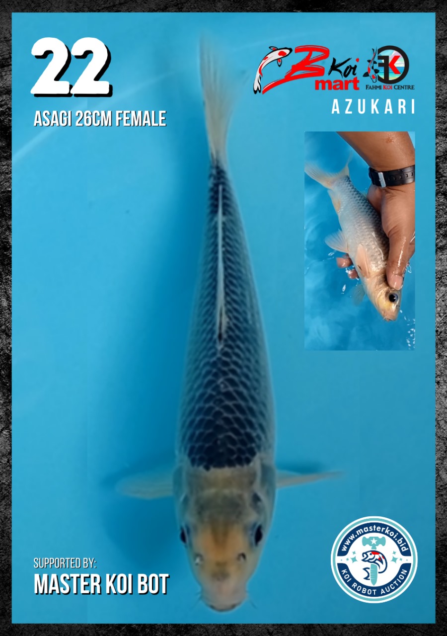 Lelang Koi Online, Jual Beli Ikan Koi, Pusat Jual Beli Koi, Info Lelang Koi Hari Ini, Platform Jual Beli Koi, Jual Beli Ikan Koi Online, Marketplace Ikan Koi, Jual Koi Terbaik, Tempat Beli Koi Berkualitas, Pasar Ikan Koi Online Terpercaya, Penjual Ikan Koi Terpercaya, Beli Koi Hias Online, Ikan Koi untuk Dijual, Koi Kualitas Terbaik, Toko Online Ikan Koi, Koi Hias Untuk Dijual, Jual Beli Ikan Koi Lokal, Koi Indonesia Online, Pusat Jual Beli Koi Terbesar