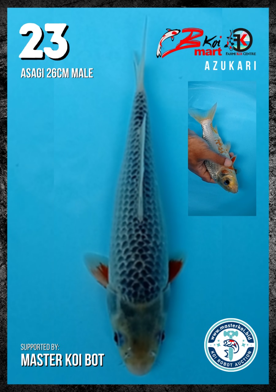 Lelang Koi Online, Jual Beli Ikan Koi, Pusat Jual Beli Koi, Info Lelang Koi Hari Ini, Platform Jual Beli Koi, Jual Beli Ikan Koi Online, Marketplace Ikan Koi, Jual Koi Terbaik, Tempat Beli Koi Berkualitas, Pasar Ikan Koi Online Terpercaya, Penjual Ikan Koi Terpercaya, Beli Koi Hias Online, Ikan Koi untuk Dijual, Koi Kualitas Terbaik, Toko Online Ikan Koi, Koi Hias Untuk Dijual, Jual Beli Ikan Koi Lokal, Koi Indonesia Online, Pusat Jual Beli Koi Terbesar
