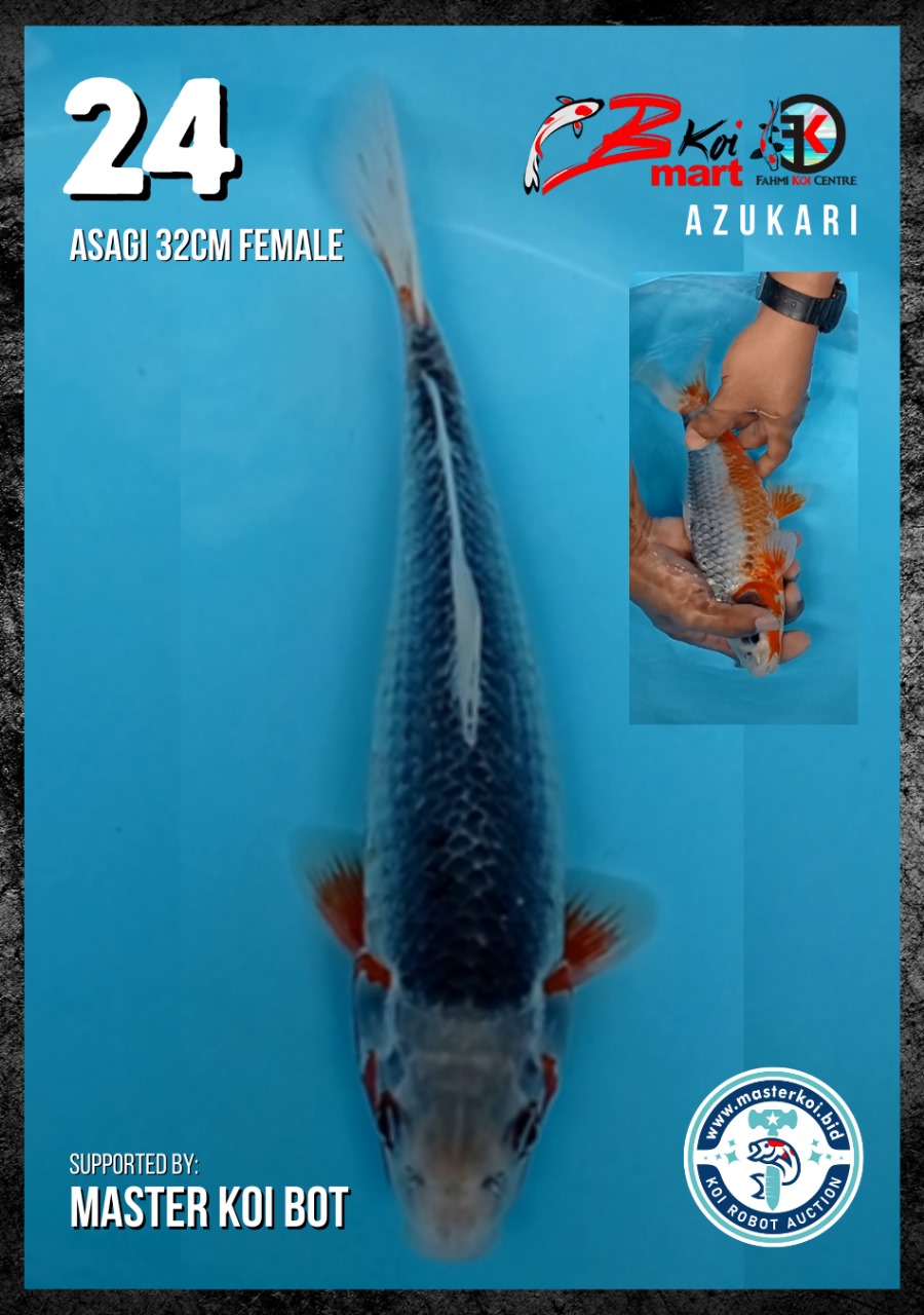 Lelang Koi Online, Jual Beli Ikan Koi, Pusat Jual Beli Koi, Info Lelang Koi Hari Ini, Platform Jual Beli Koi, Jual Beli Ikan Koi Online, Marketplace Ikan Koi, Jual Koi Terbaik, Tempat Beli Koi Berkualitas, Pasar Ikan Koi Online Terpercaya, Penjual Ikan Koi Terpercaya, Beli Koi Hias Online, Ikan Koi untuk Dijual, Koi Kualitas Terbaik, Toko Online Ikan Koi, Koi Hias Untuk Dijual, Jual Beli Ikan Koi Lokal, Koi Indonesia Online, Pusat Jual Beli Koi Terbesar