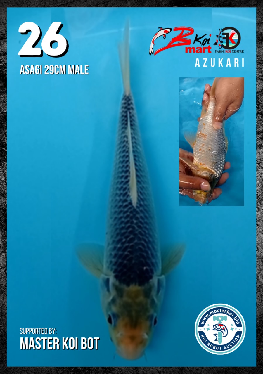 Lelang Koi Online, Jual Beli Ikan Koi, Pusat Jual Beli Koi, Info Lelang Koi Hari Ini, Platform Jual Beli Koi, Jual Beli Ikan Koi Online, Marketplace Ikan Koi, Jual Koi Terbaik, Tempat Beli Koi Berkualitas, Pasar Ikan Koi Online Terpercaya, Penjual Ikan Koi Terpercaya, Beli Koi Hias Online, Ikan Koi untuk Dijual, Koi Kualitas Terbaik, Toko Online Ikan Koi, Koi Hias Untuk Dijual, Jual Beli Ikan Koi Lokal, Koi Indonesia Online, Pusat Jual Beli Koi Terbesar