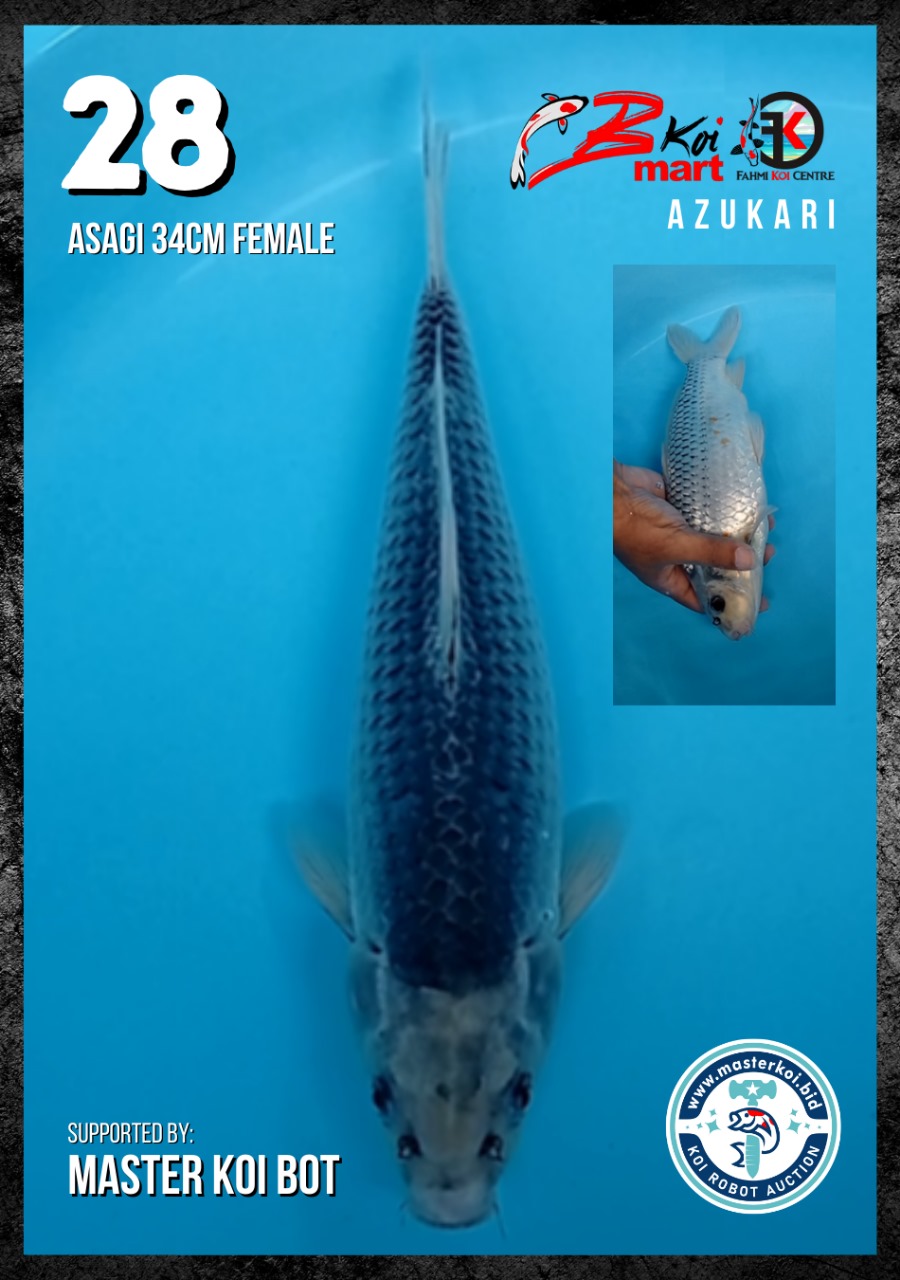 Lelang Koi Online, Jual Beli Ikan Koi, Pusat Jual Beli Koi, Info Lelang Koi Hari Ini, Platform Jual Beli Koi, Jual Beli Ikan Koi Online, Marketplace Ikan Koi, Jual Koi Terbaik, Tempat Beli Koi Berkualitas, Pasar Ikan Koi Online Terpercaya, Penjual Ikan Koi Terpercaya, Beli Koi Hias Online, Ikan Koi untuk Dijual, Koi Kualitas Terbaik, Toko Online Ikan Koi, Koi Hias Untuk Dijual, Jual Beli Ikan Koi Lokal, Koi Indonesia Online, Pusat Jual Beli Koi Terbesar