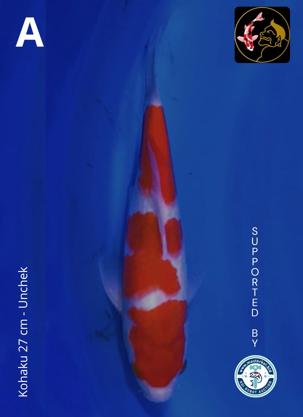 Lelang Koi Online, Jual Beli Ikan Koi, Pusat Jual Beli Koi, Info Lelang Koi Hari Ini, Platform Jual Beli Koi, Jual Beli Ikan Koi Online, Marketplace Ikan Koi, Jual Koi Terbaik, Tempat Beli Koi Berkualitas, Pasar Ikan Koi Online Terpercaya, Penjual Ikan Koi Terpercaya, Beli Koi Hias Online, Ikan Koi untuk Dijual, Koi Kualitas Terbaik, Toko Online Ikan Koi, Koi Hias Untuk Dijual, Jual Beli Ikan Koi Lokal, Koi Indonesia Online, Pusat Jual Beli Koi Terbesar