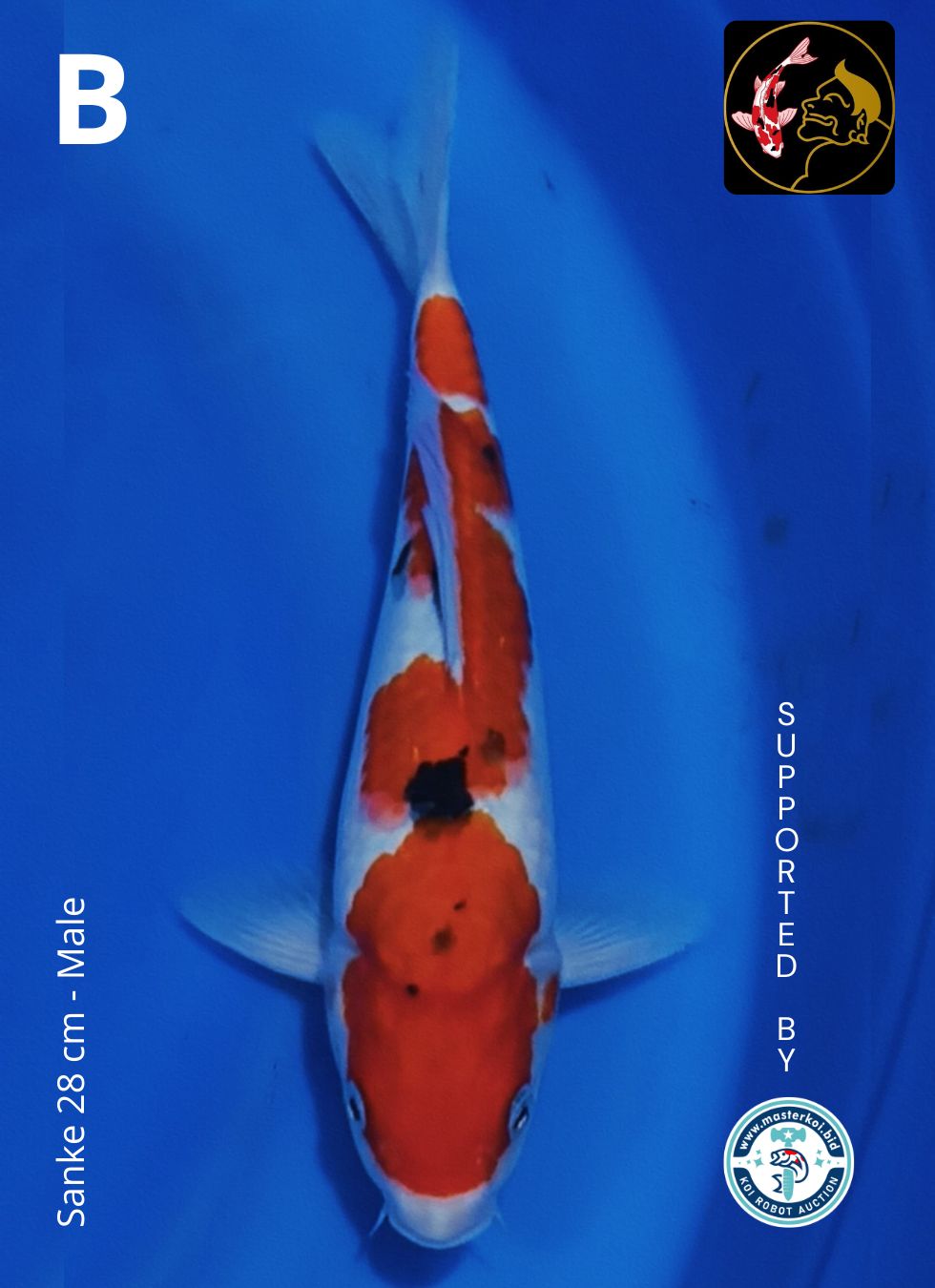 Lelang Koi Online, Jual Beli Ikan Koi, Pusat Jual Beli Koi, Info Lelang Koi Hari Ini, Platform Jual Beli Koi, Jual Beli Ikan Koi Online, Marketplace Ikan Koi, Jual Koi Terbaik, Tempat Beli Koi Berkualitas, Pasar Ikan Koi Online Terpercaya, Penjual Ikan Koi Terpercaya, Beli Koi Hias Online, Ikan Koi untuk Dijual, Koi Kualitas Terbaik, Toko Online Ikan Koi, Koi Hias Untuk Dijual, Jual Beli Ikan Koi Lokal, Koi Indonesia Online, Pusat Jual Beli Koi Terbesar