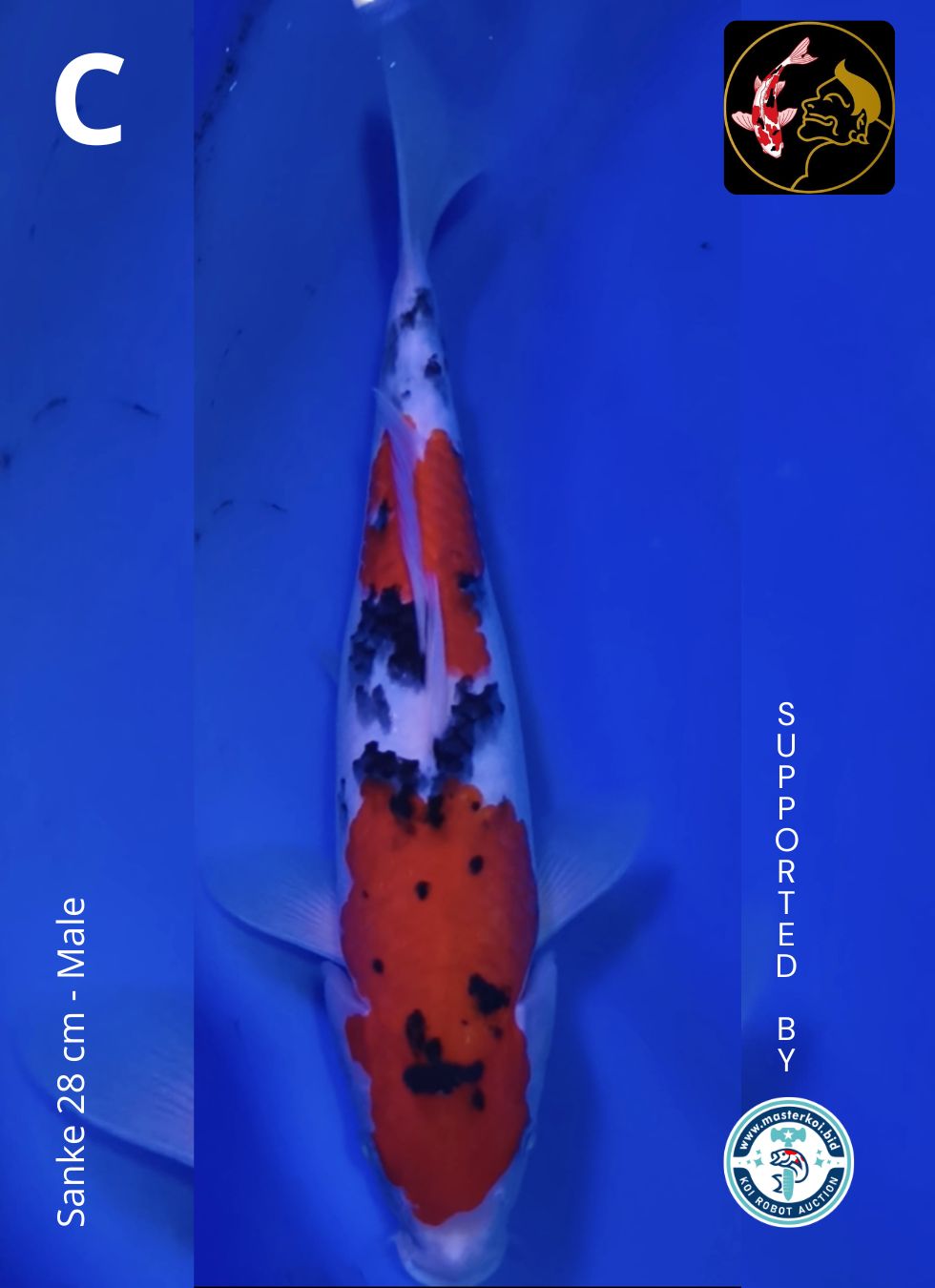 Lelang Koi Online, Jual Beli Ikan Koi, Pusat Jual Beli Koi, Info Lelang Koi Hari Ini, Platform Jual Beli Koi, Jual Beli Ikan Koi Online, Marketplace Ikan Koi, Jual Koi Terbaik, Tempat Beli Koi Berkualitas, Pasar Ikan Koi Online Terpercaya, Penjual Ikan Koi Terpercaya, Beli Koi Hias Online, Ikan Koi untuk Dijual, Koi Kualitas Terbaik, Toko Online Ikan Koi, Koi Hias Untuk Dijual, Jual Beli Ikan Koi Lokal, Koi Indonesia Online, Pusat Jual Beli Koi Terbesar