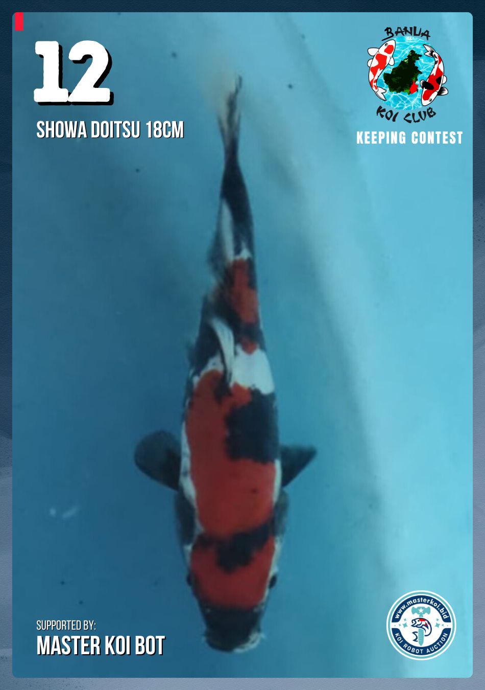 Lelang Koi Online, Jual Beli Ikan Koi, Pusat Jual Beli Koi, Info Lelang Koi Hari Ini, Platform Jual Beli Koi, Jual Beli Ikan Koi Online, Marketplace Ikan Koi, Jual Koi Terbaik, Tempat Beli Koi Berkualitas, Pasar Ikan Koi Online Terpercaya, Penjual Ikan Koi Terpercaya, Beli Koi Hias Online, Ikan Koi untuk Dijual, Koi Kualitas Terbaik, Toko Online Ikan Koi, Koi Hias Untuk Dijual, Jual Beli Ikan Koi Lokal, Koi Indonesia Online, Pusat Jual Beli Koi Terbesar