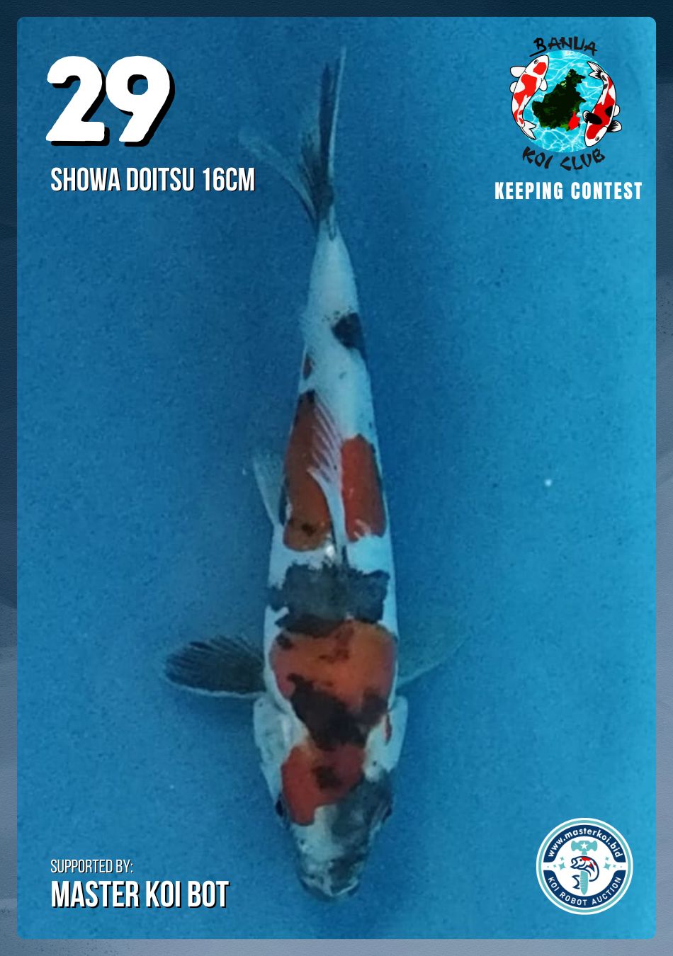 Lelang Koi Online, Jual Beli Ikan Koi, Pusat Jual Beli Koi, Info Lelang Koi Hari Ini, Platform Jual Beli Koi, Jual Beli Ikan Koi Online, Marketplace Ikan Koi, Jual Koi Terbaik, Tempat Beli Koi Berkualitas, Pasar Ikan Koi Online Terpercaya, Penjual Ikan Koi Terpercaya, Beli Koi Hias Online, Ikan Koi untuk Dijual, Koi Kualitas Terbaik, Toko Online Ikan Koi, Koi Hias Untuk Dijual, Jual Beli Ikan Koi Lokal, Koi Indonesia Online, Pusat Jual Beli Koi Terbesar