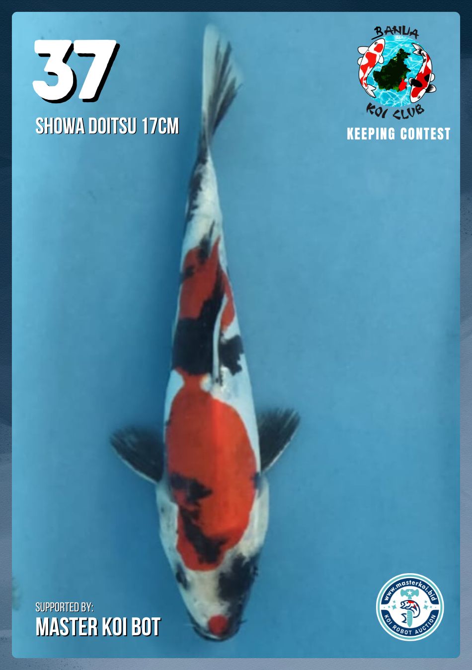 Lelang Koi Online, Jual Beli Ikan Koi, Pusat Jual Beli Koi, Info Lelang Koi Hari Ini, Platform Jual Beli Koi, Jual Beli Ikan Koi Online, Marketplace Ikan Koi, Jual Koi Terbaik, Tempat Beli Koi Berkualitas, Pasar Ikan Koi Online Terpercaya, Penjual Ikan Koi Terpercaya, Beli Koi Hias Online, Ikan Koi untuk Dijual, Koi Kualitas Terbaik, Toko Online Ikan Koi, Koi Hias Untuk Dijual, Jual Beli Ikan Koi Lokal, Koi Indonesia Online, Pusat Jual Beli Koi Terbesar