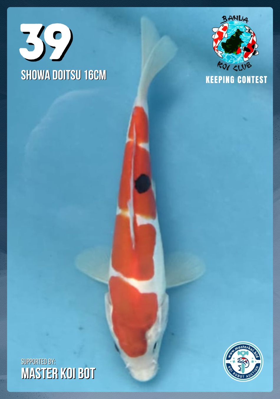 Lelang Koi Online, Jual Beli Ikan Koi, Pusat Jual Beli Koi, Info Lelang Koi Hari Ini, Platform Jual Beli Koi, Jual Beli Ikan Koi Online, Marketplace Ikan Koi, Jual Koi Terbaik, Tempat Beli Koi Berkualitas, Pasar Ikan Koi Online Terpercaya, Penjual Ikan Koi Terpercaya, Beli Koi Hias Online, Ikan Koi untuk Dijual, Koi Kualitas Terbaik, Toko Online Ikan Koi, Koi Hias Untuk Dijual, Jual Beli Ikan Koi Lokal, Koi Indonesia Online, Pusat Jual Beli Koi Terbesar