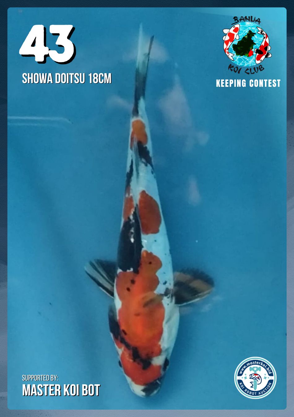 Lelang Koi Online, Jual Beli Ikan Koi, Pusat Jual Beli Koi, Info Lelang Koi Hari Ini, Platform Jual Beli Koi, Jual Beli Ikan Koi Online, Marketplace Ikan Koi, Jual Koi Terbaik, Tempat Beli Koi Berkualitas, Pasar Ikan Koi Online Terpercaya, Penjual Ikan Koi Terpercaya, Beli Koi Hias Online, Ikan Koi untuk Dijual, Koi Kualitas Terbaik, Toko Online Ikan Koi, Koi Hias Untuk Dijual, Jual Beli Ikan Koi Lokal, Koi Indonesia Online, Pusat Jual Beli Koi Terbesar